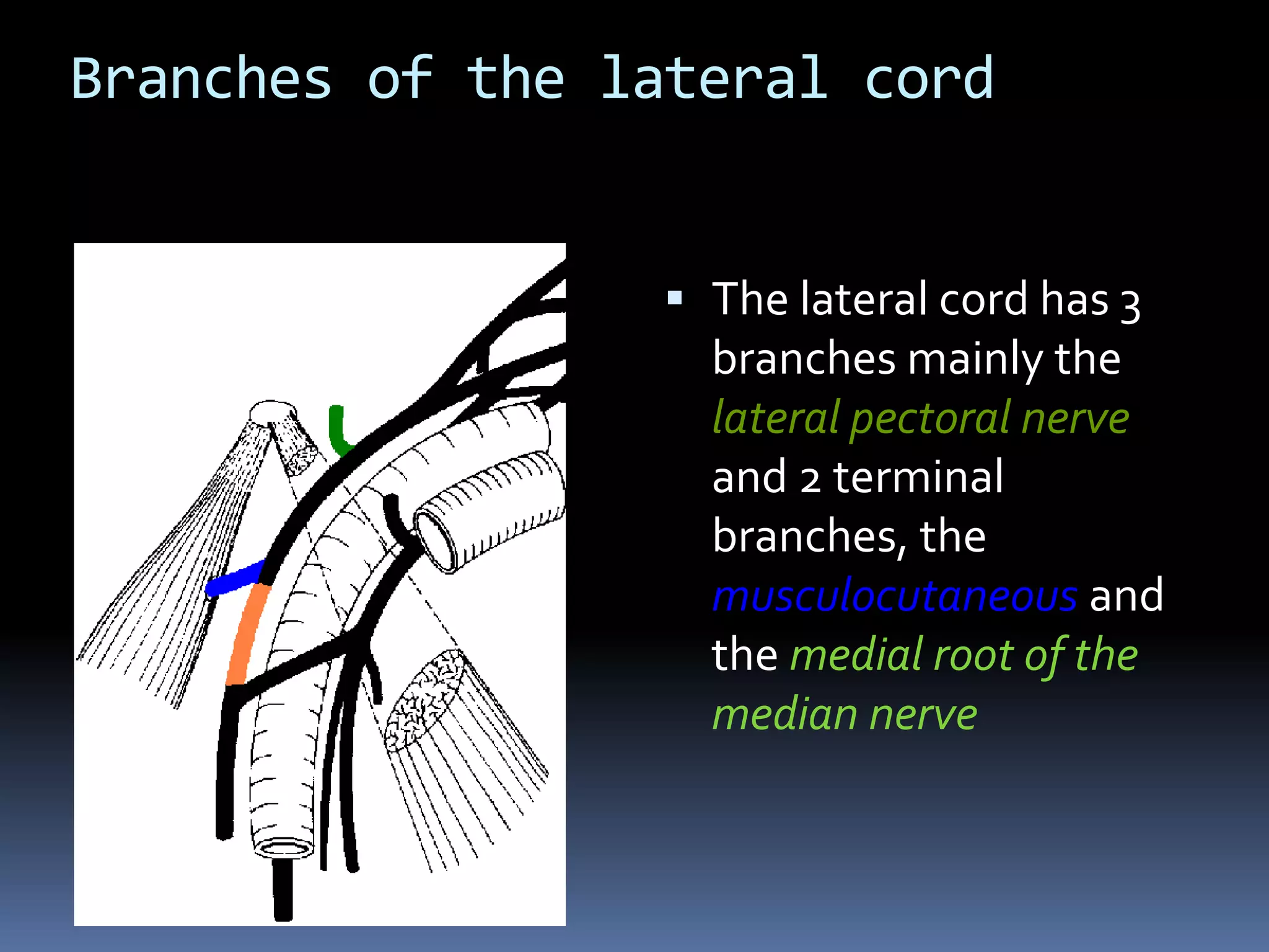 Branches of the lateral cord
 The lateral cord has 3
branches mainly the
lateral pectoral nerve
and 2 terminal
branches, the
musculocutaneous and
the medial root of the
median nerve
 