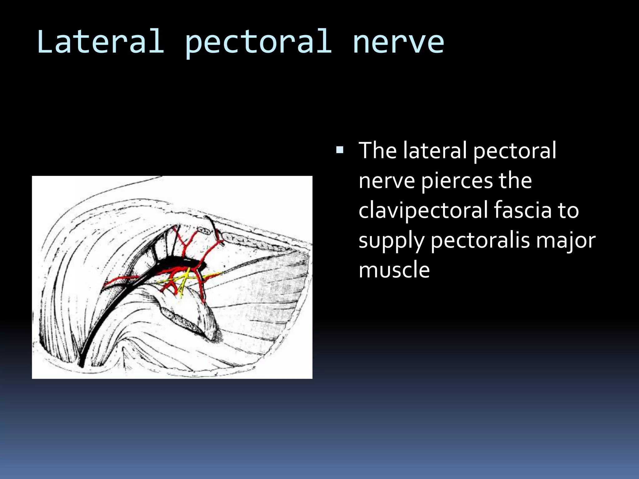 Lateral pectoral nerve
 The lateral pectoral
nerve pierces the
clavipectoral fascia to
supply pectoralis major
muscle
 