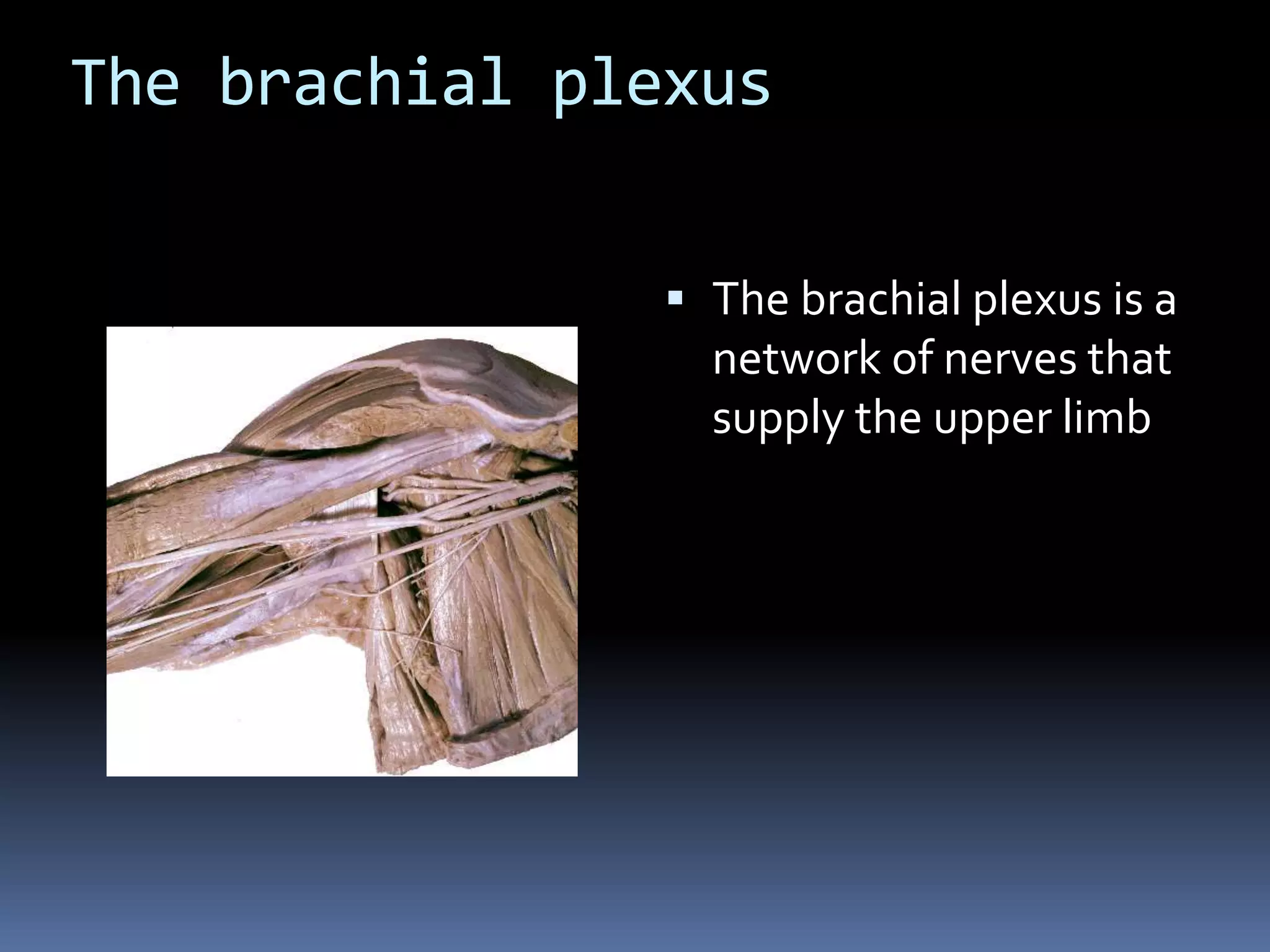 The brachial plexus
 The brachial plexus is a
network of nerves that
supply the upper limb
 