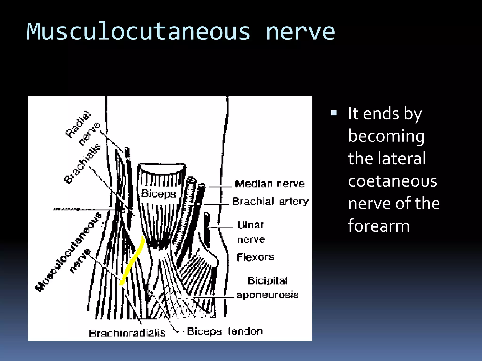 Musculocutaneous nerve
 It ends by
becoming
the lateral
coetaneous
nerve of the
forearm
 