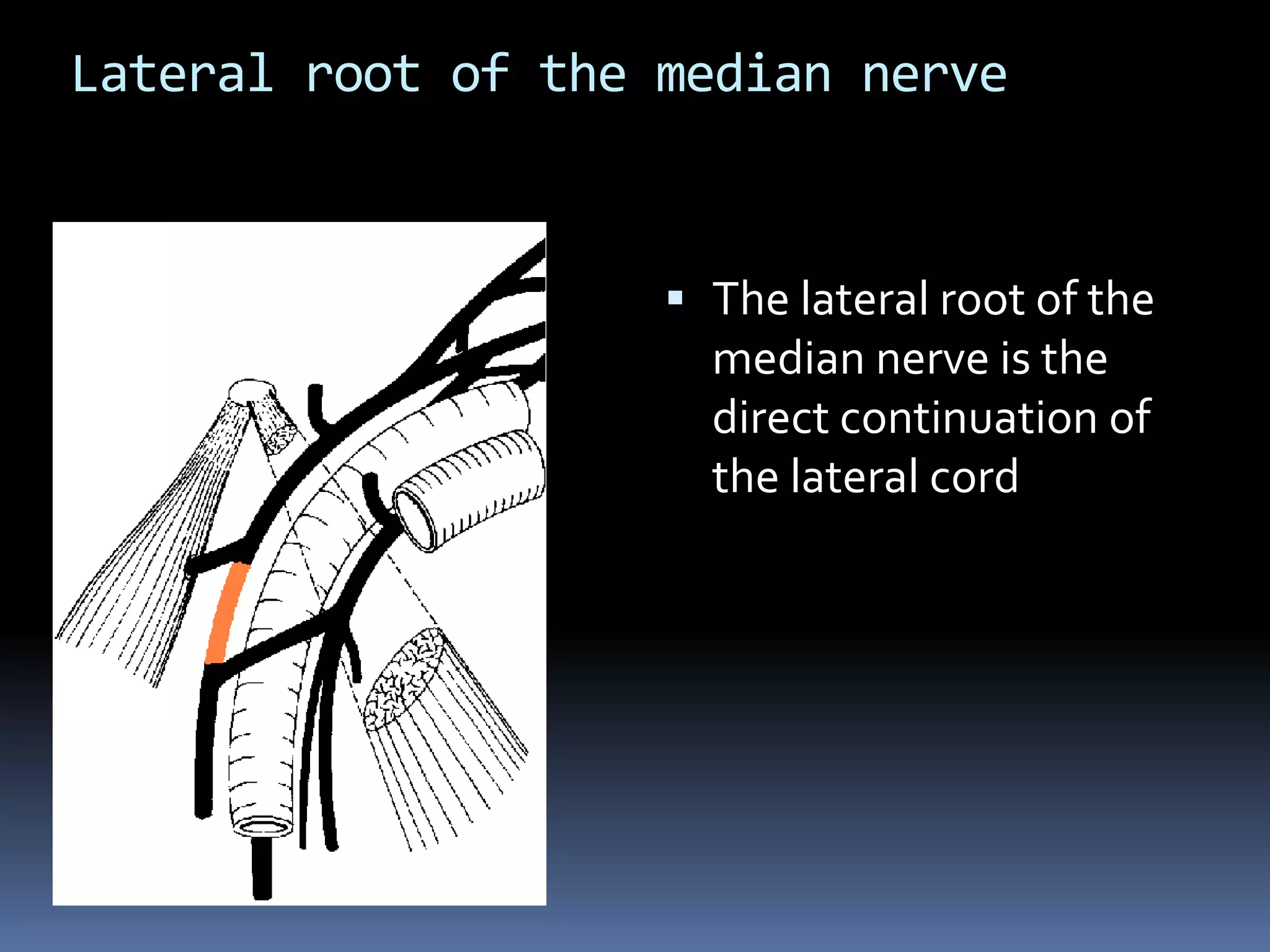 Lateral root of the median nerve
 The lateral root of the
median nerve is the
direct continuation of
the lateral cord
 