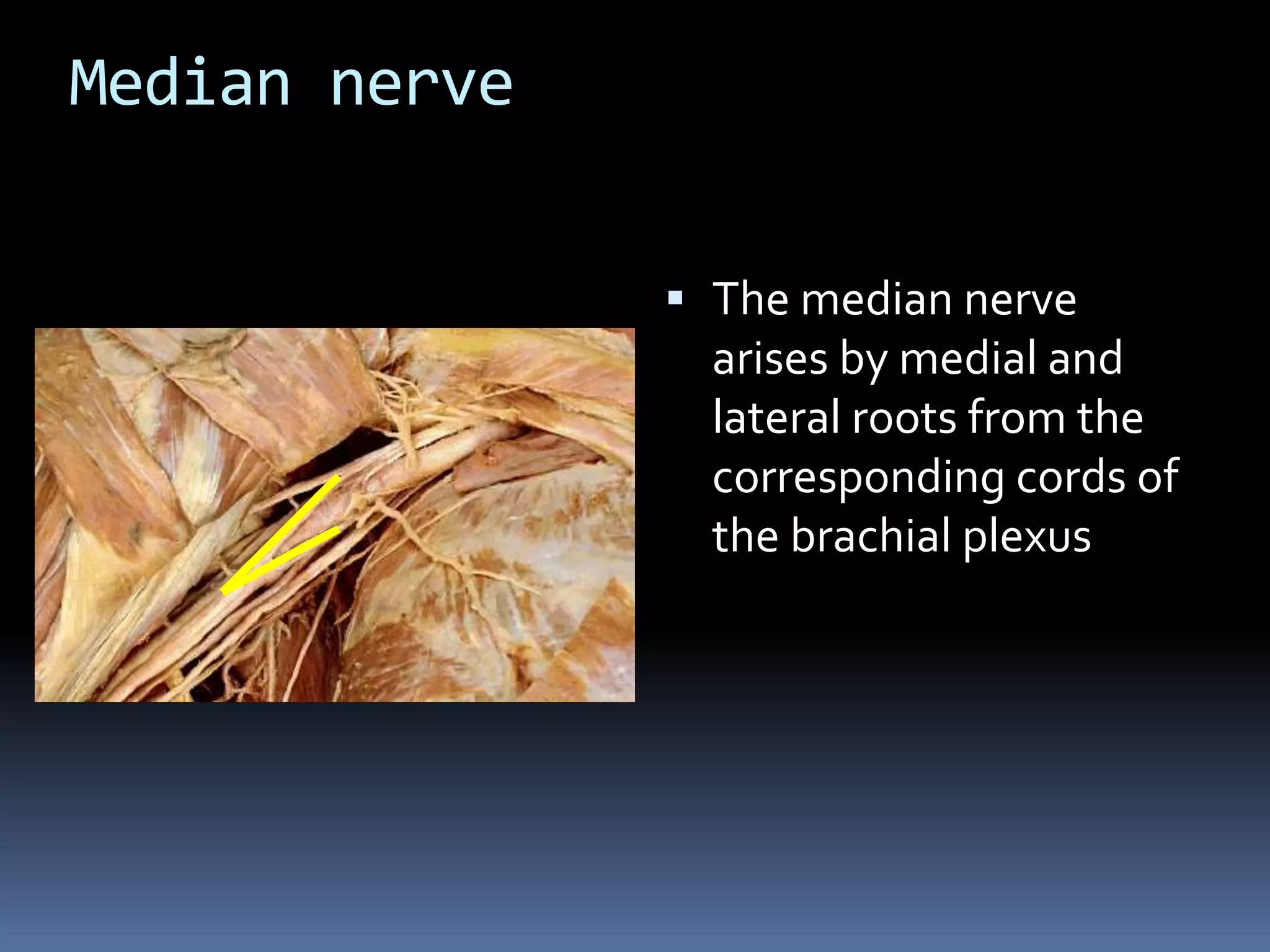 Median nerve
 The median nerve
arises by medial and
lateral roots from the
corresponding cords of
the brachial plexus
 