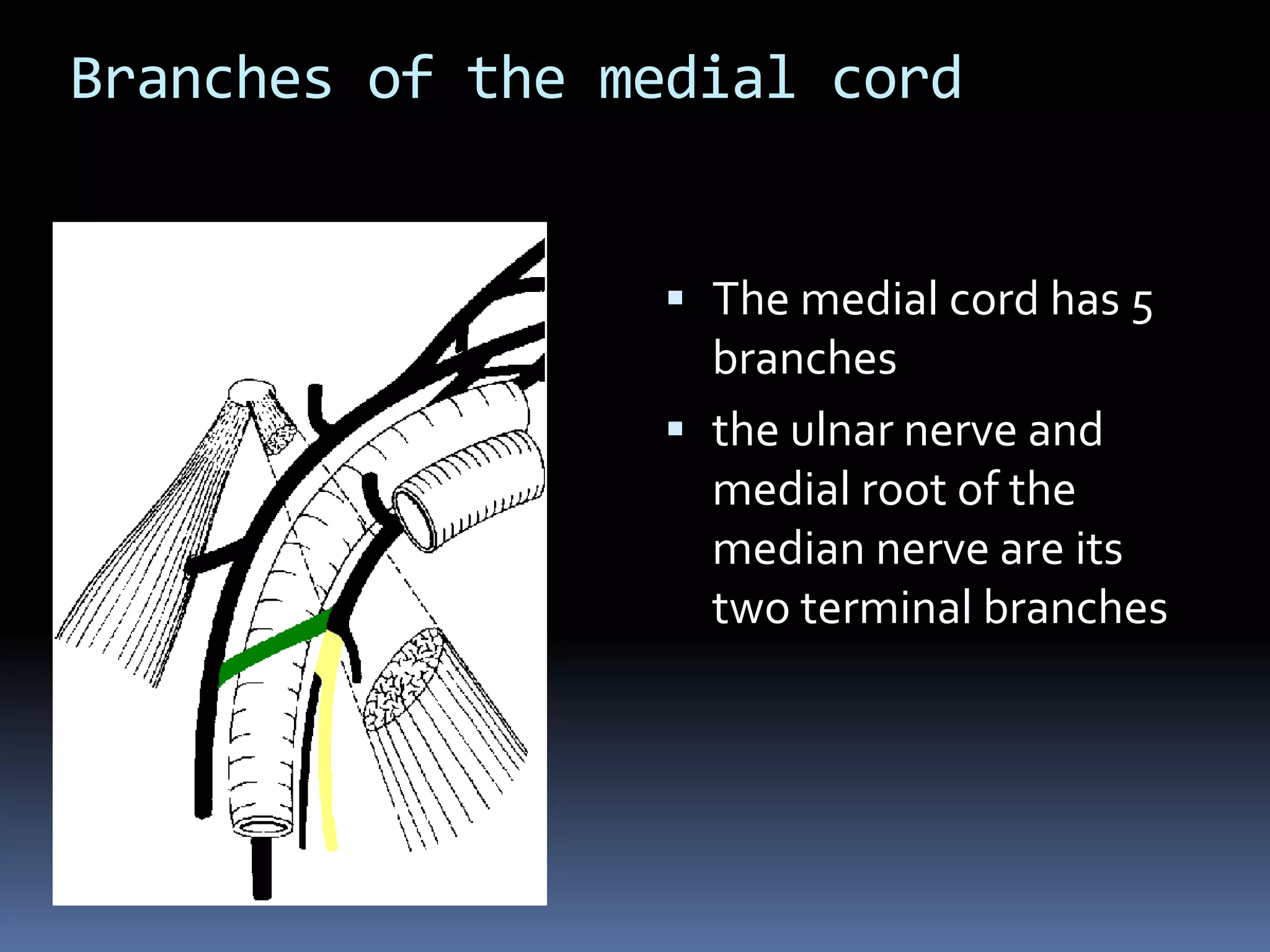 Branches of the medial cord
 The medial cord has 5
branches
 the ulnar nerve and
medial root of the
median nerve are its
two terminal branches
Ulnar n.
 