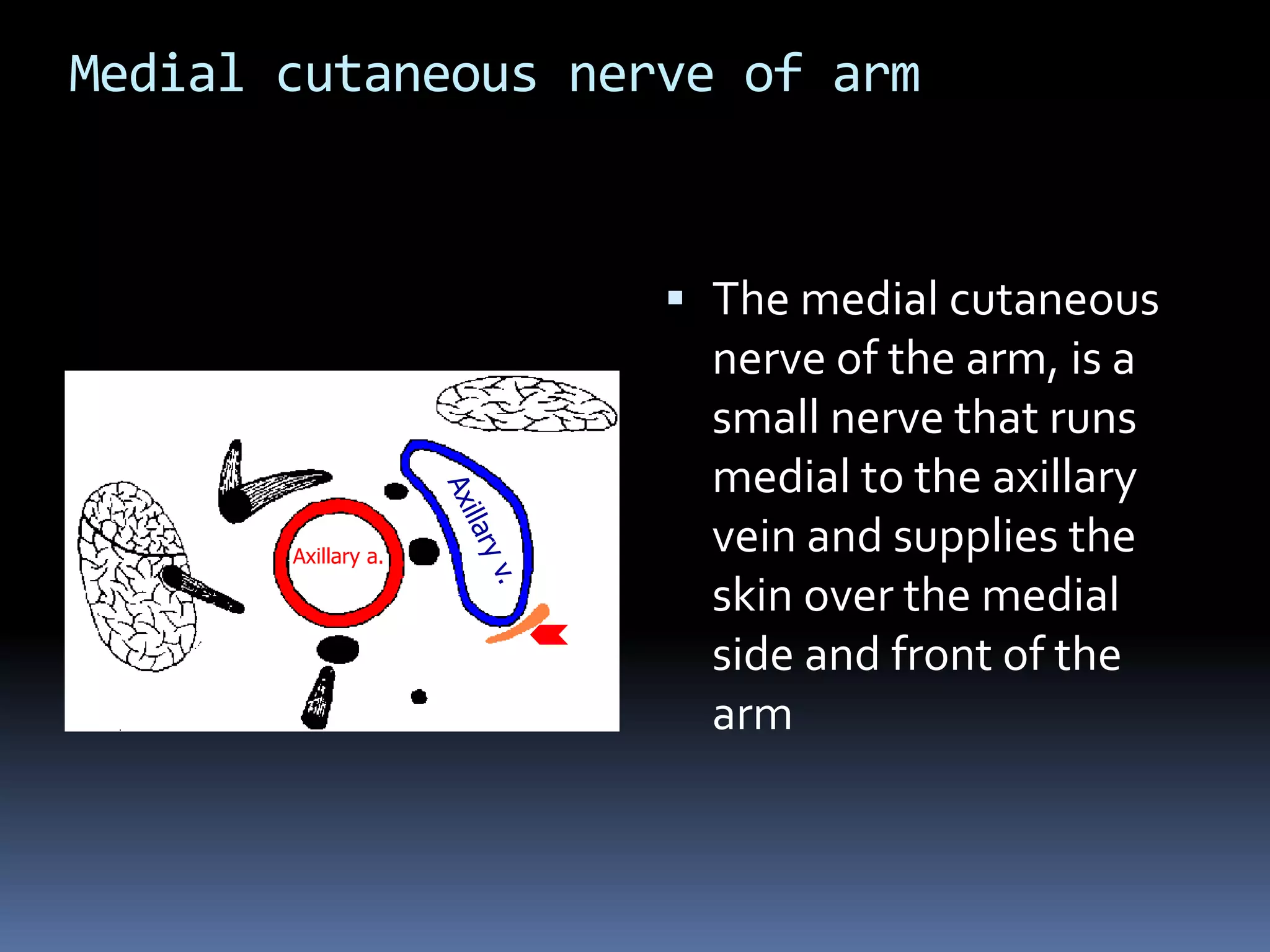 Medial cutaneous nerve of arm
 The medial cutaneous
nerve of the arm, is a
small nerve that runs
medial to the axillary
vein and supplies the
skin over the medial
side and front of the
arm
Axillary a.
 