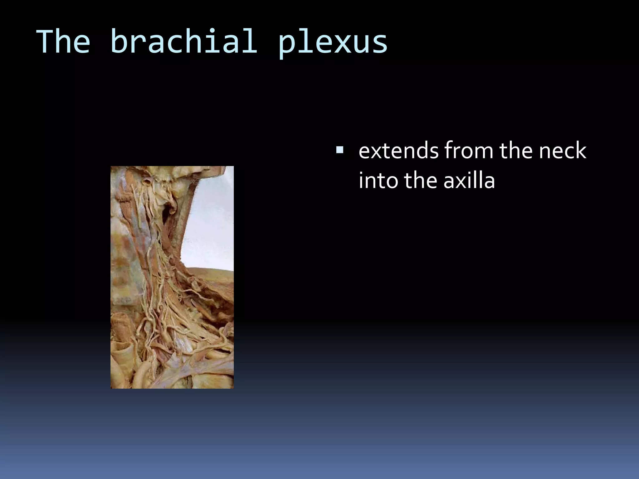 The brachial plexus
 extends from the neck
into the axilla
 