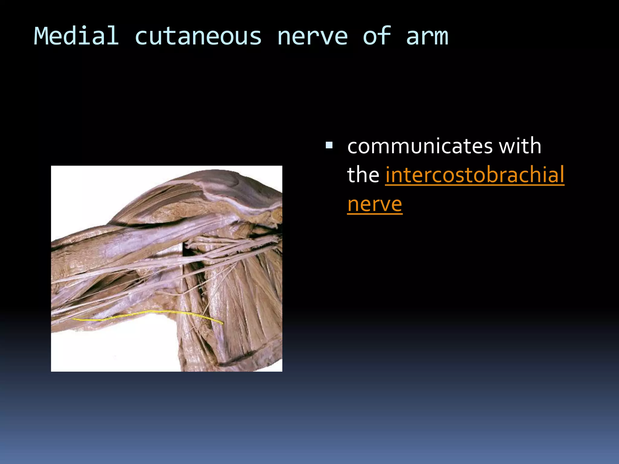 Medial cutaneous nerve of arm
 communicates with
the intercostobrachial
nerve
 
