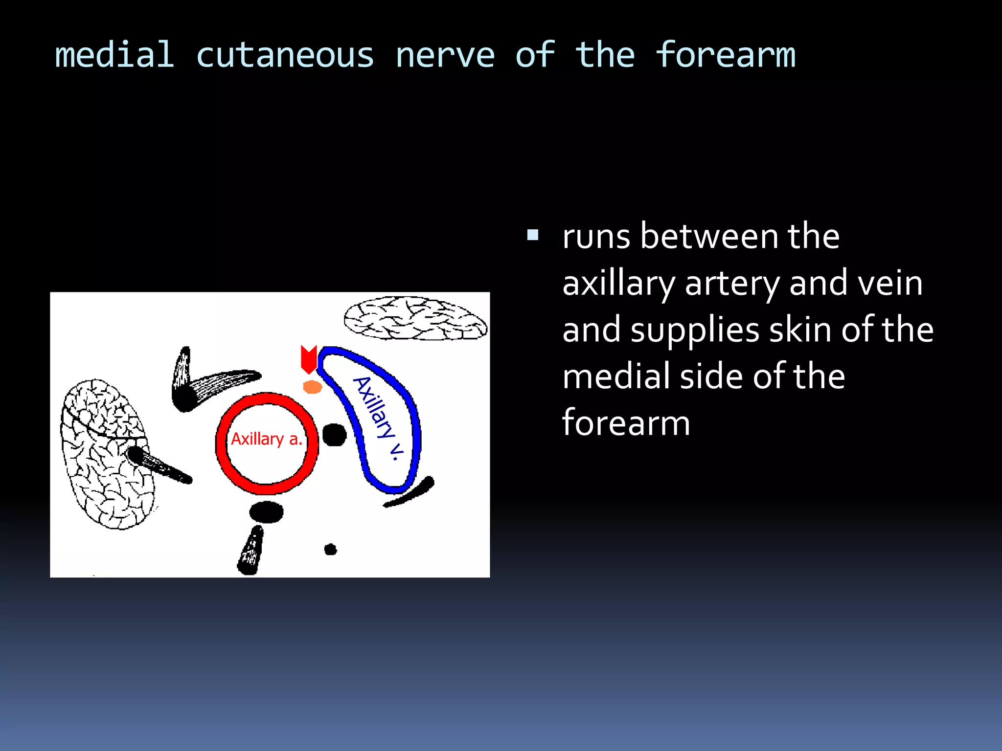 medial cutaneous nerve of the forearm
 runs between the
axillary artery and vein
and supplies skin of the
medial side of the
forearmAxillary a.
 