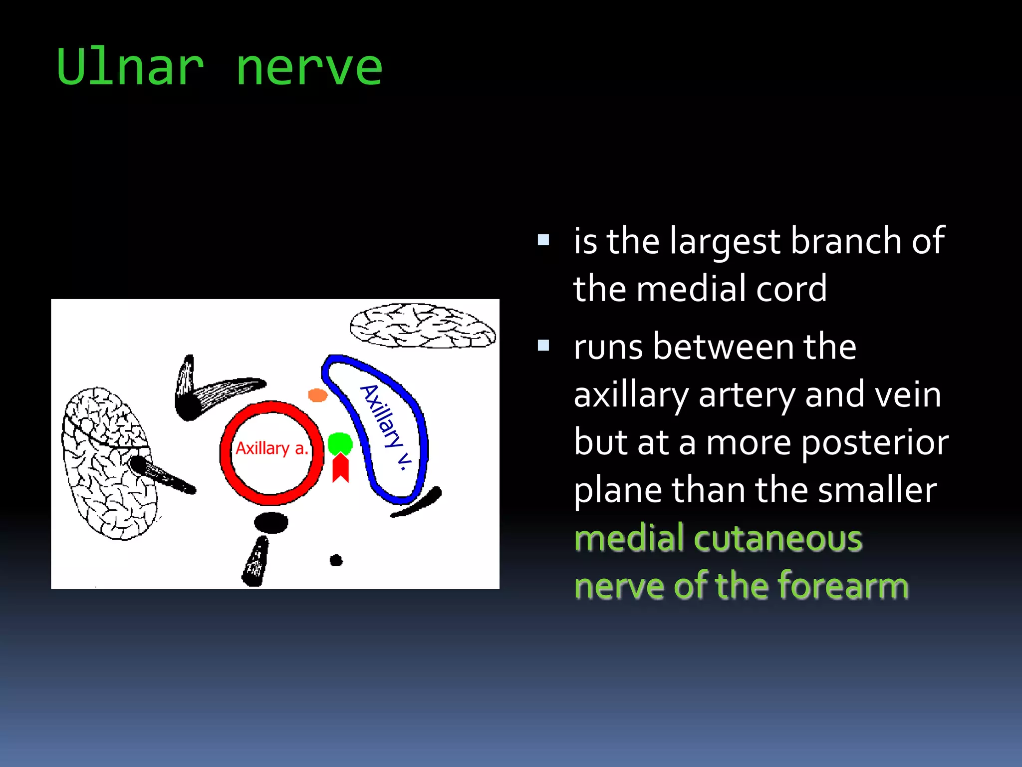 Ulnar nerve
 is the largest branch of
the medial cord
 runs between the
axillary artery and vein
but at a more posterior
plane than the smaller
medial cutaneous
nerve of the forearm
Axillary a.
 