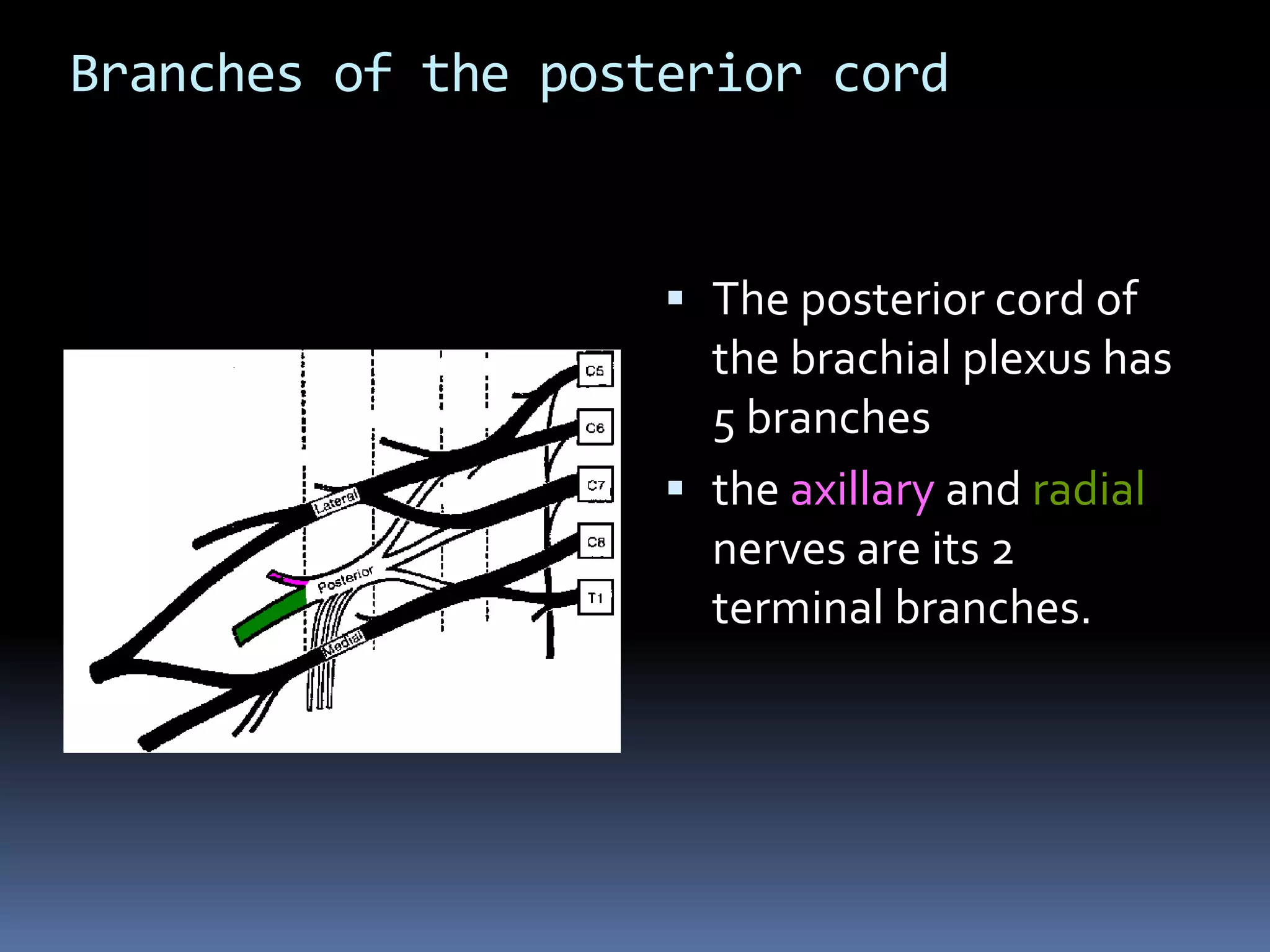 Branches of the posterior cord
 The posterior cord of
the brachial plexus has
5 branches
 the axillary and radial
nerves are its 2
terminal branches.
 