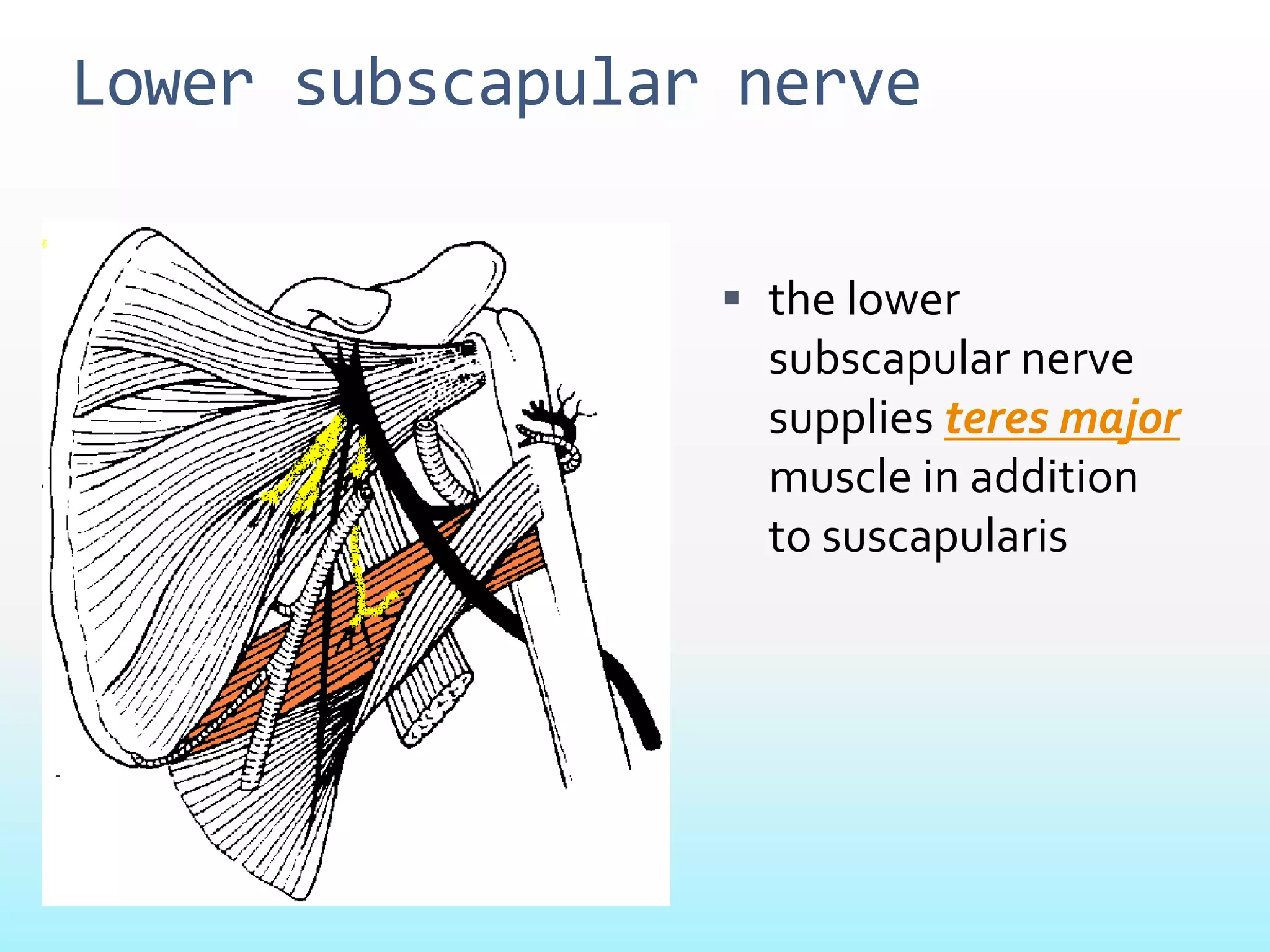 Lower subscapular nerve
 the lower
subscapular nerve
supplies teres major
muscle in addition
to suscapularis
 