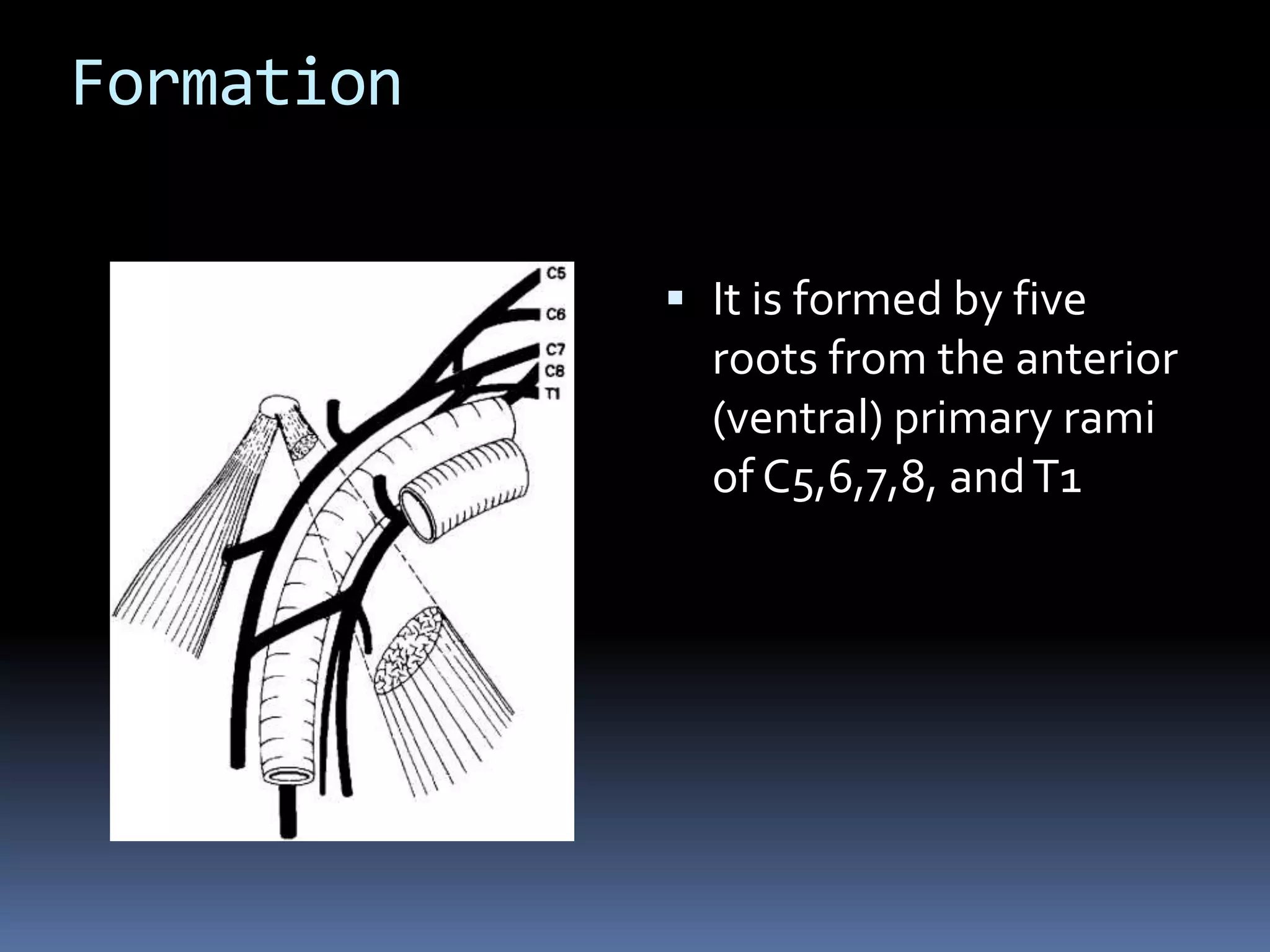 Formation
 It is formed by five
roots from the anterior
(ventral) primary rami
of C5,6,7,8, andT1
 