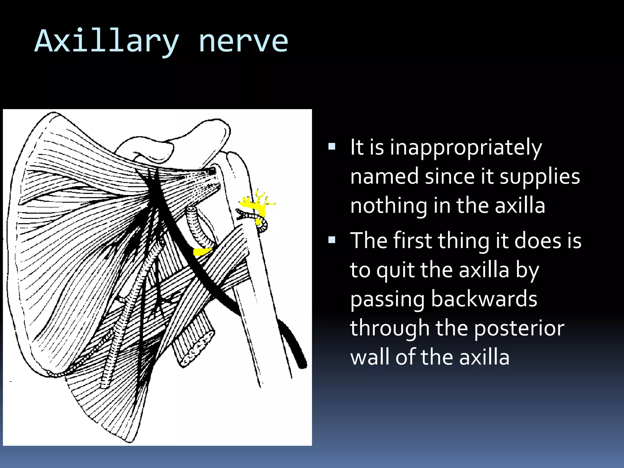 Axillary nerve
 It is inappropriately
named since it supplies
nothing in the axilla
 The first thing it does is
to quit the axilla by
passing backwards
through the posterior
wall of the axilla
 