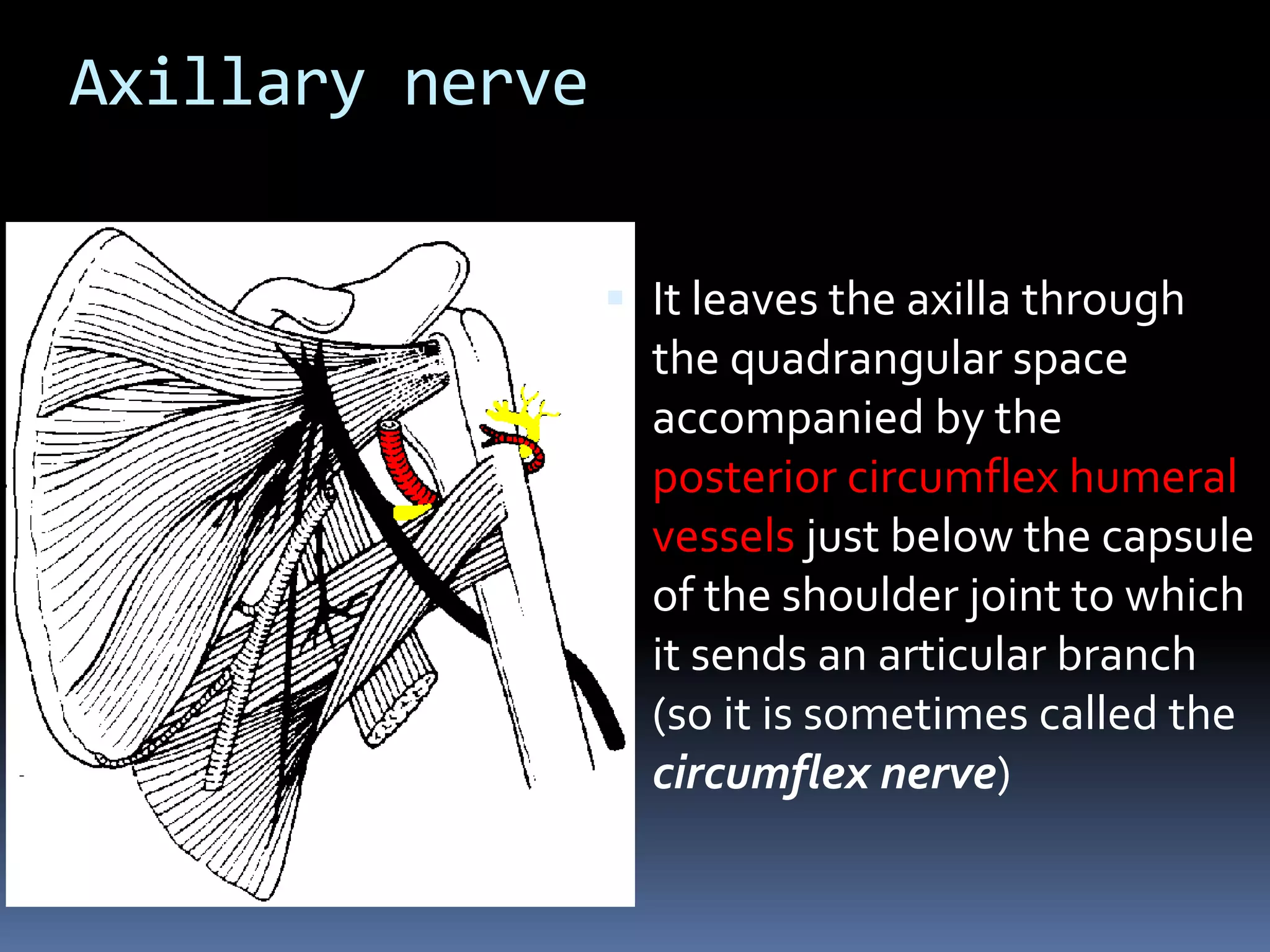 Axillary nerve
 It leaves the axilla through
the quadrangular space
accompanied by the
posterior circumflex humeral
vessels just below the capsule
of the shoulder joint to which
it sends an articular branch
(so it is sometimes called the
circumflex nerve)
 