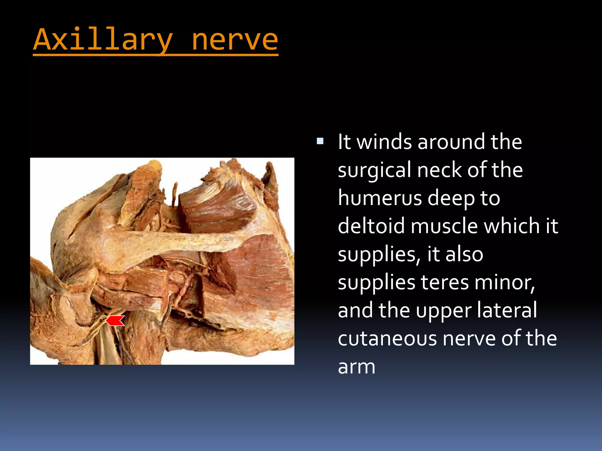Axillary nerve
 It winds around the
surgical neck of the
humerus deep to
deltoid muscle which it
supplies, it also
supplies teres minor,
and the upper lateral
cutaneous nerve of the
arm
 