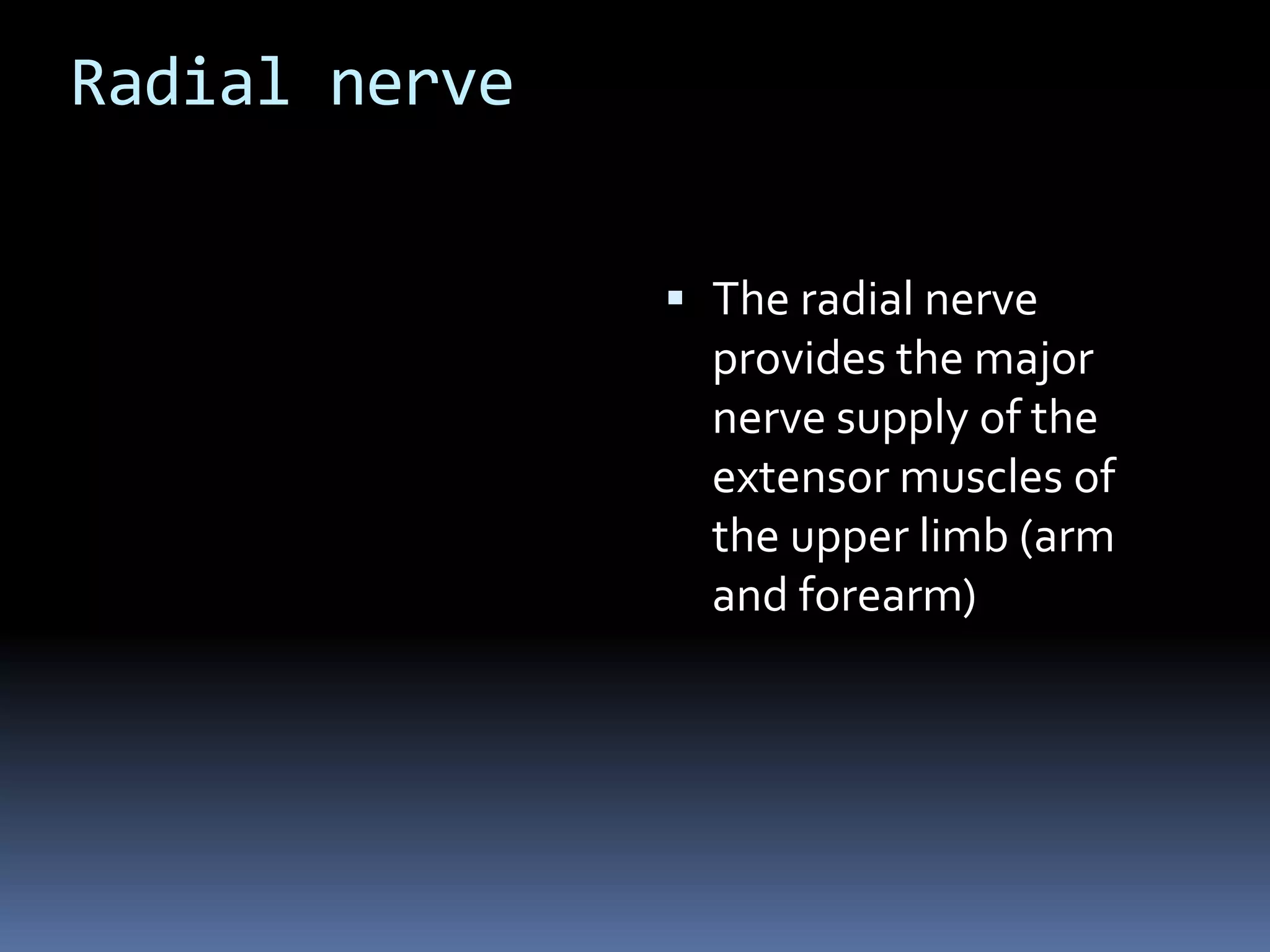 Radial nerve
 The radial nerve
provides the major
nerve supply of the
extensor muscles of
the upper limb (arm
and forearm)
 