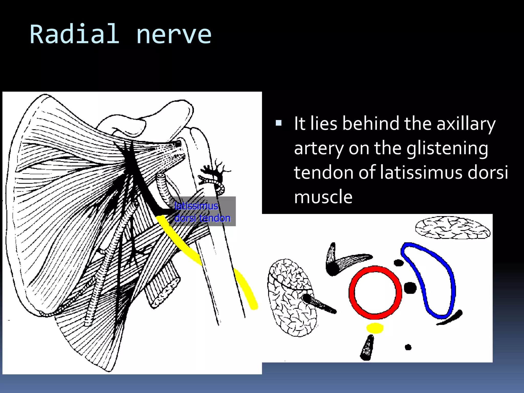 Radial nerve
 It lies behind the axillary
artery on the glistening
tendon of latissimus dorsi
musclelatissimus
dorsi tendon
 