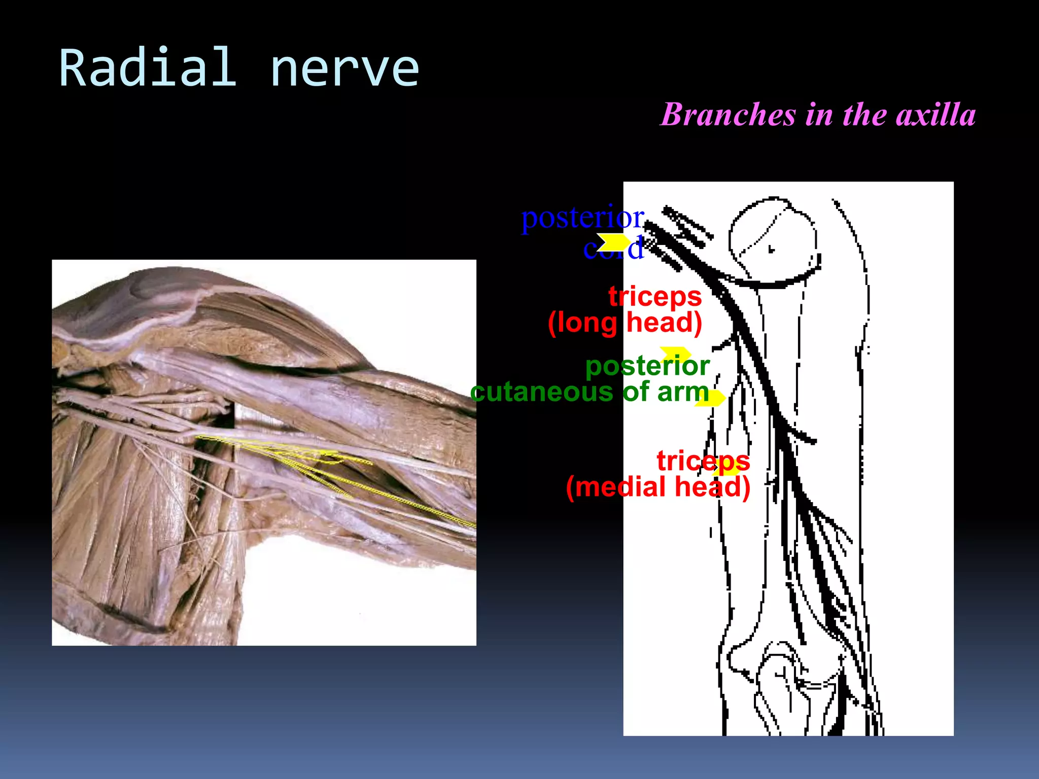 Radial nerve
posterior
cord
triceps
(long head)
posterior
cutaneous of arm
triceps
(medial head)
Branches in the axilla
 