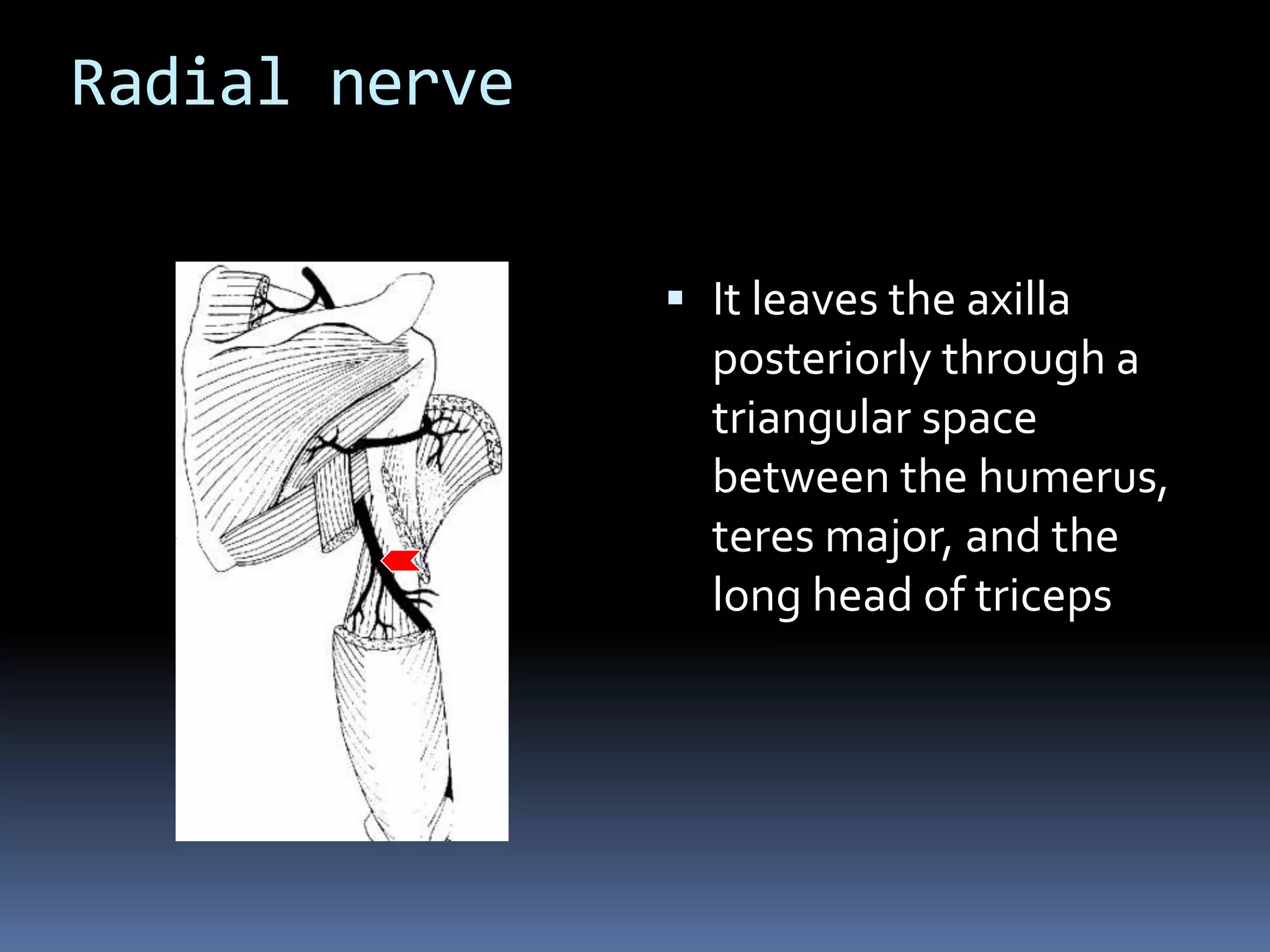 Radial nerve
 It leaves the axilla
posteriorly through a
triangular space
between the humerus,
teres major, and the
long head of triceps
 