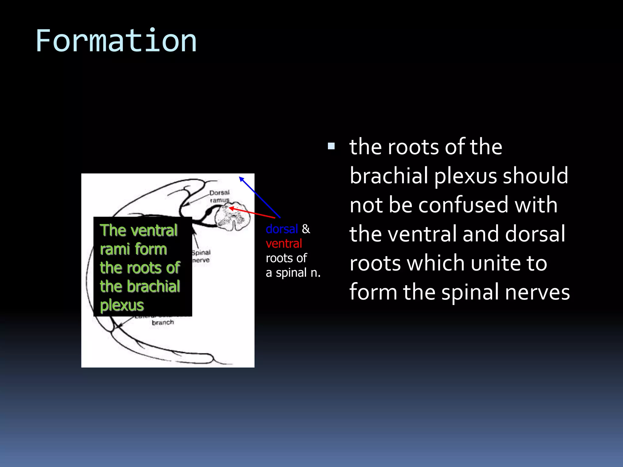 Formation
 the roots of the
brachial plexus should
not be confused with
the ventral and dorsal
roots which unite to
form the spinal nerves
dorsal &
ventral
roots of
a spinal n.
The ventral
rami form
the roots of
the brachial
plexus
 