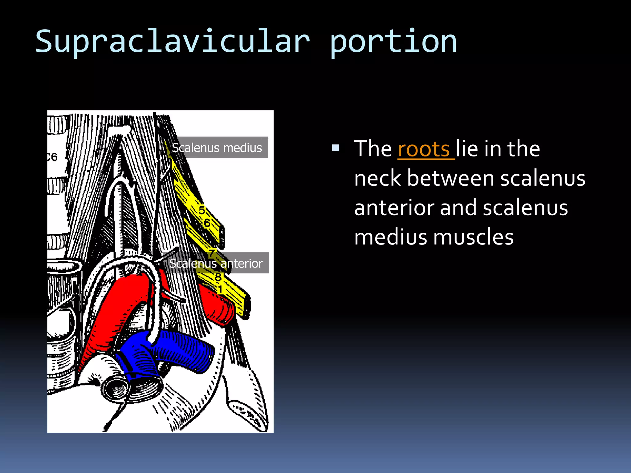 Supraclavicular portion
 The roots lie in the
neck between scalenus
anterior and scalenus
medius muscles
Scalenus anterior
Scalenus medius
 