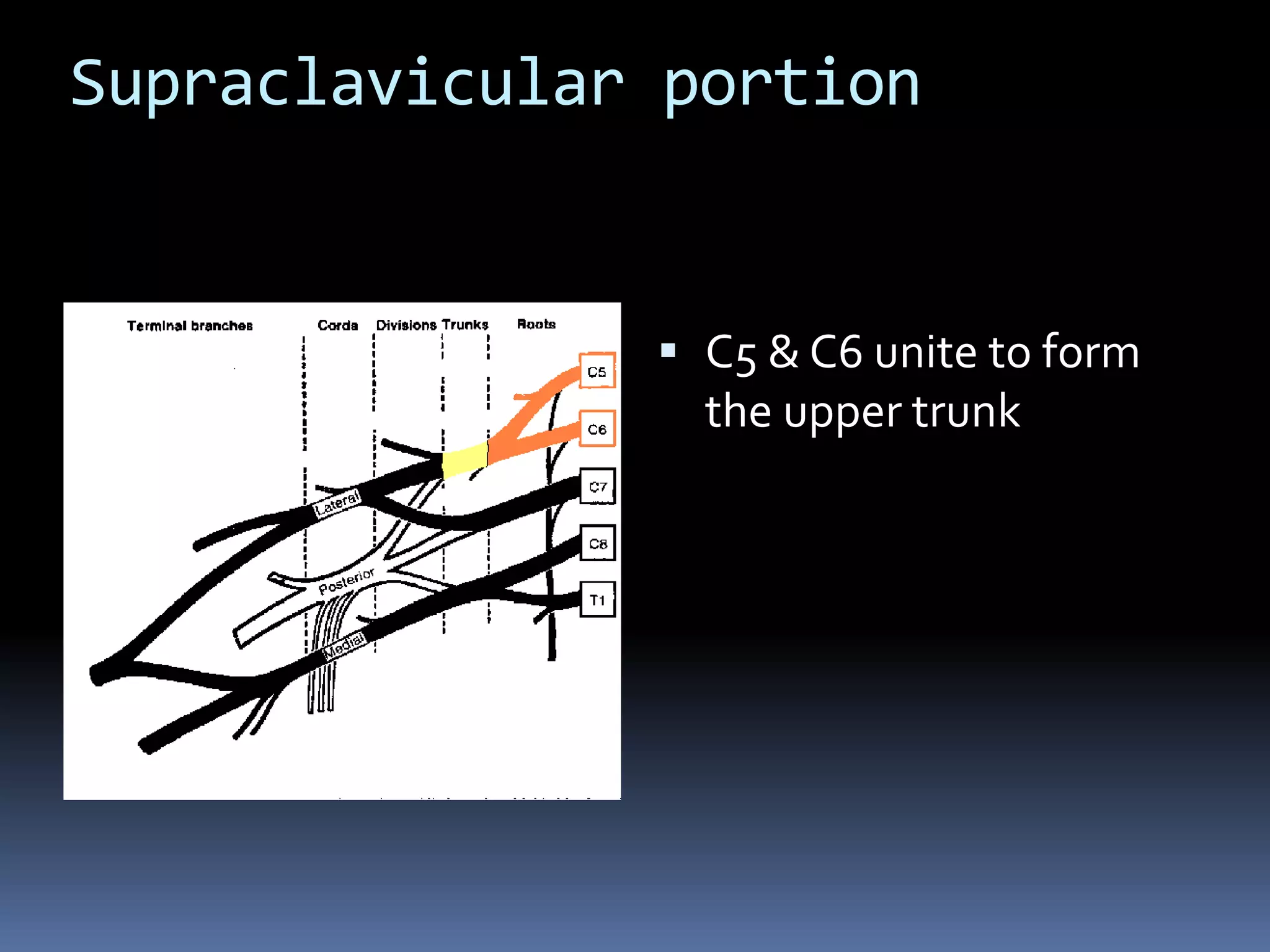 Supraclavicular portion
 C5 & C6 unite to form
the upper trunk
 