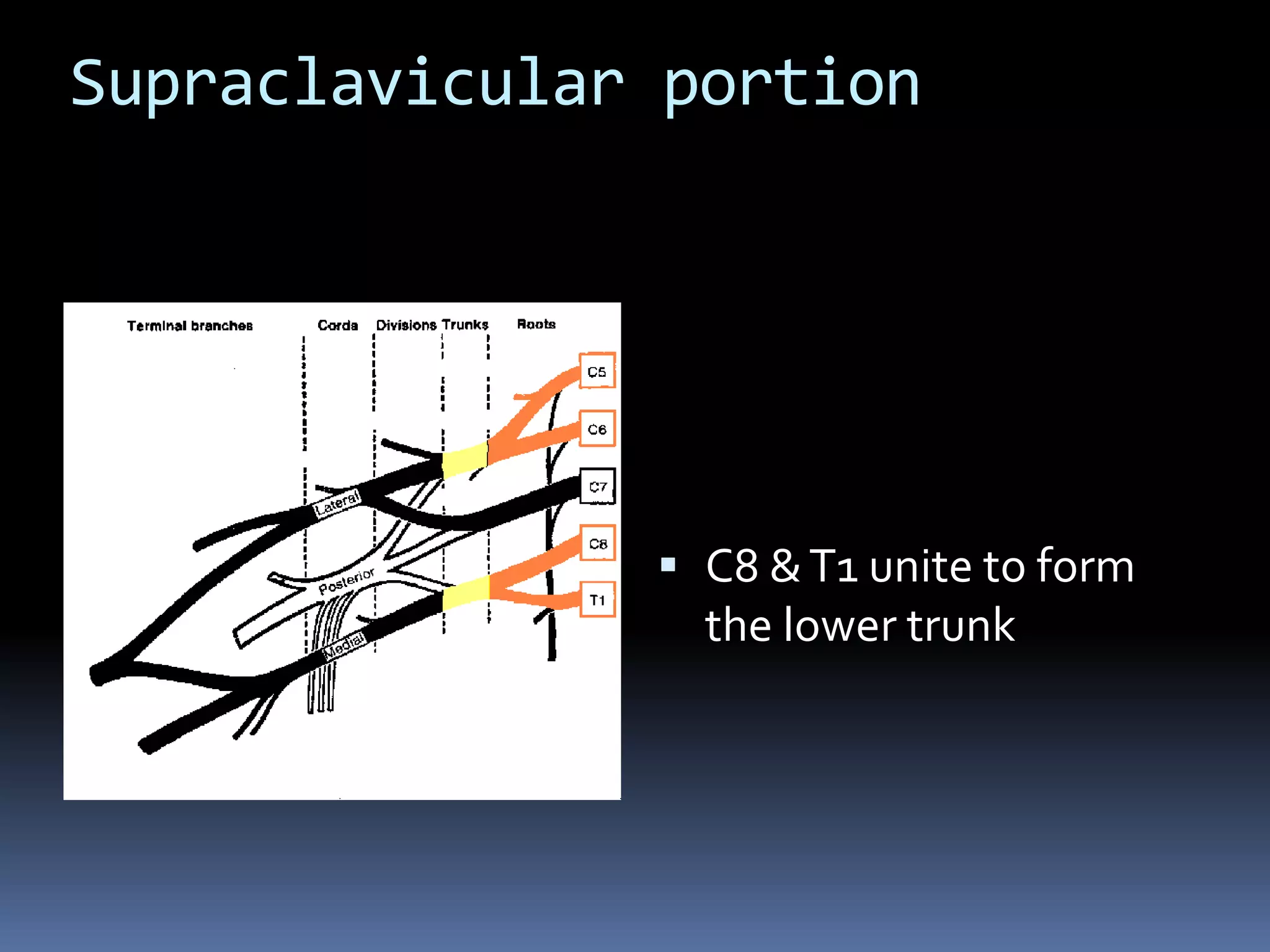 Supraclavicular portion
 C8 &T1 unite to form
the lower trunk
 