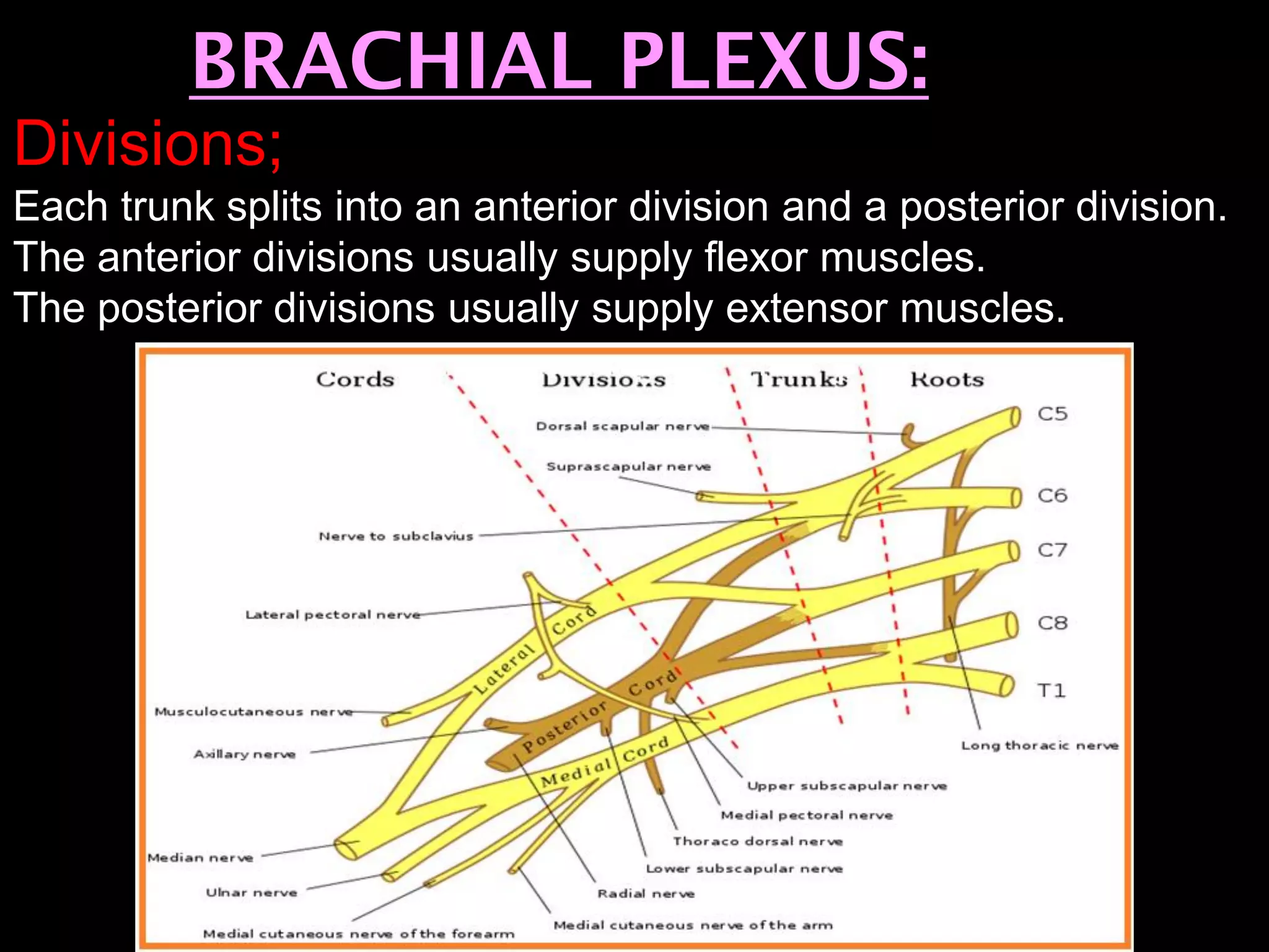 BRACHIAL PLEXUS:
Divisions;
Each trunk splits into an anterior division and a posterior division.
The anterior divisions usually supply flexor muscles.
The posterior divisions usually supply extensor muscles.
 
