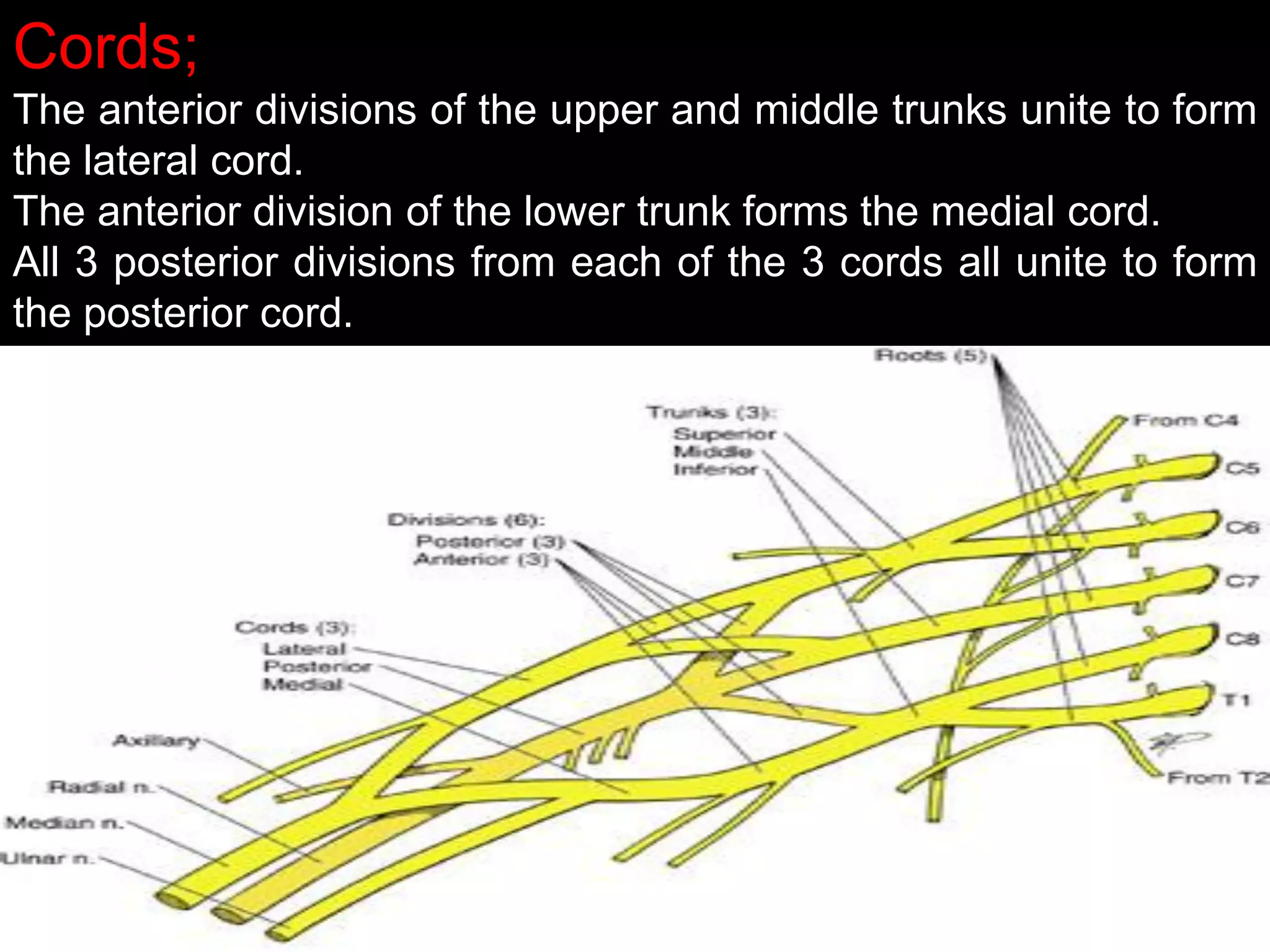 Cords;
The anterior divisions of the upper and middle trunks unite to form
the lateral cord.
The anterior division of the lower trunk forms the medial cord.
All 3 posterior divisions from each of the 3 cords all unite to form
the posterior cord.
 