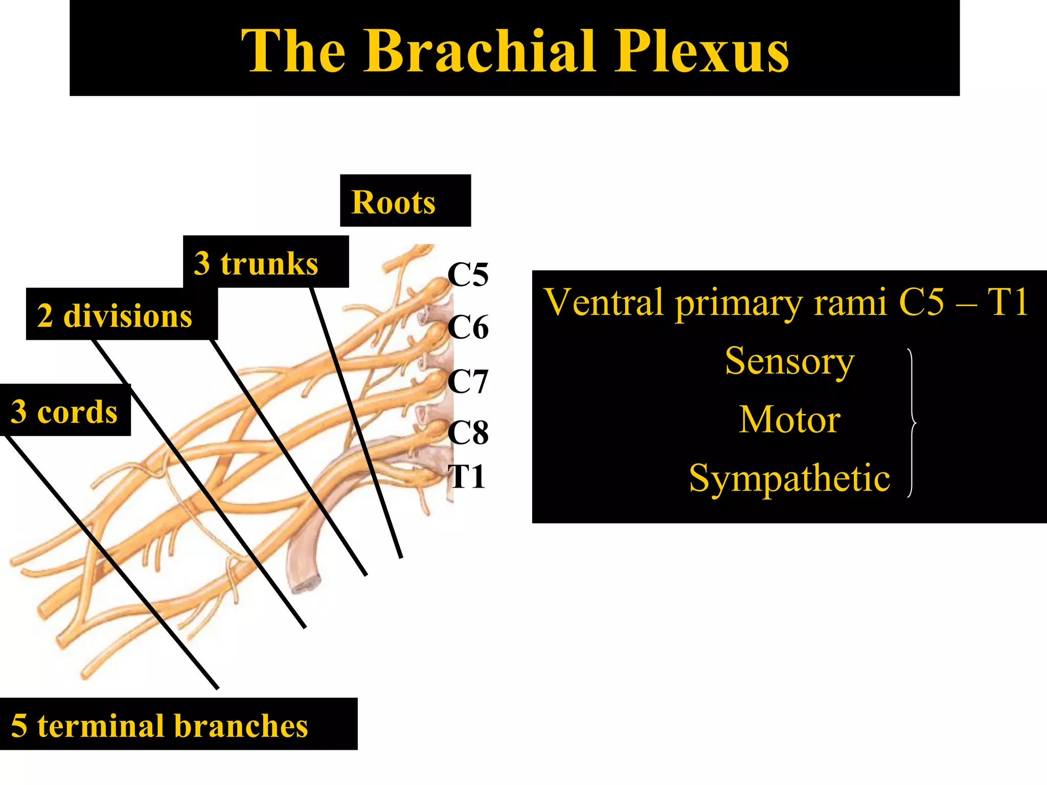 The Brachial Plexus
Ventral primary rami C5 – T1
Sensory
Motor
Sympathetic
C5
C6
C7
C8
T1
Roots
3 trunks
2 divisions
3 cords
5 terminal branches
 
