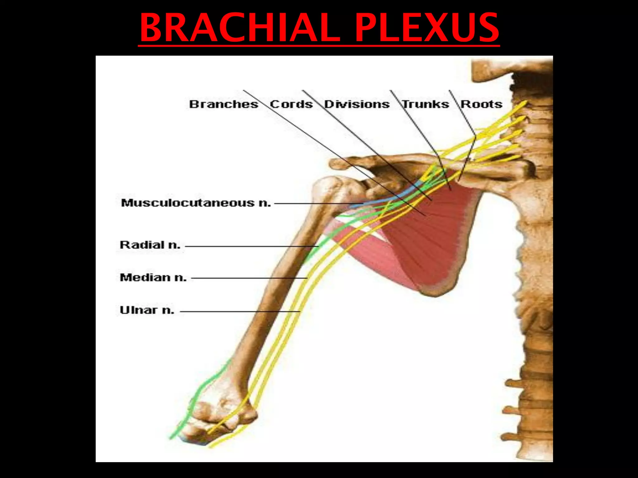 BRACHIAL PLEXUS
 