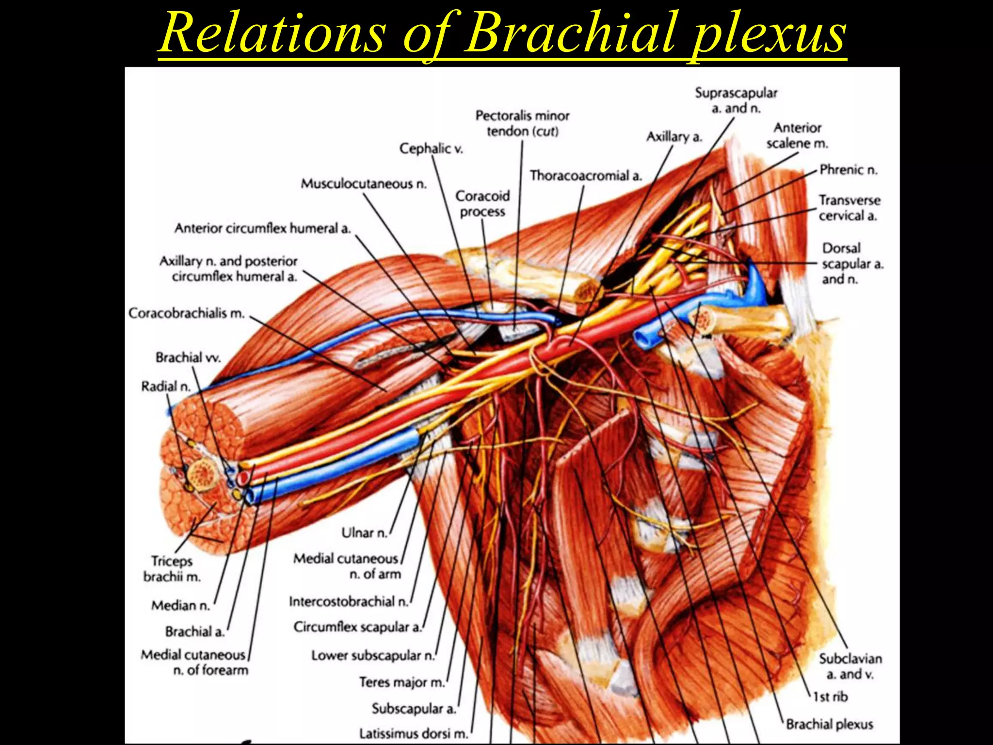 Relations of Brachial plexus
 