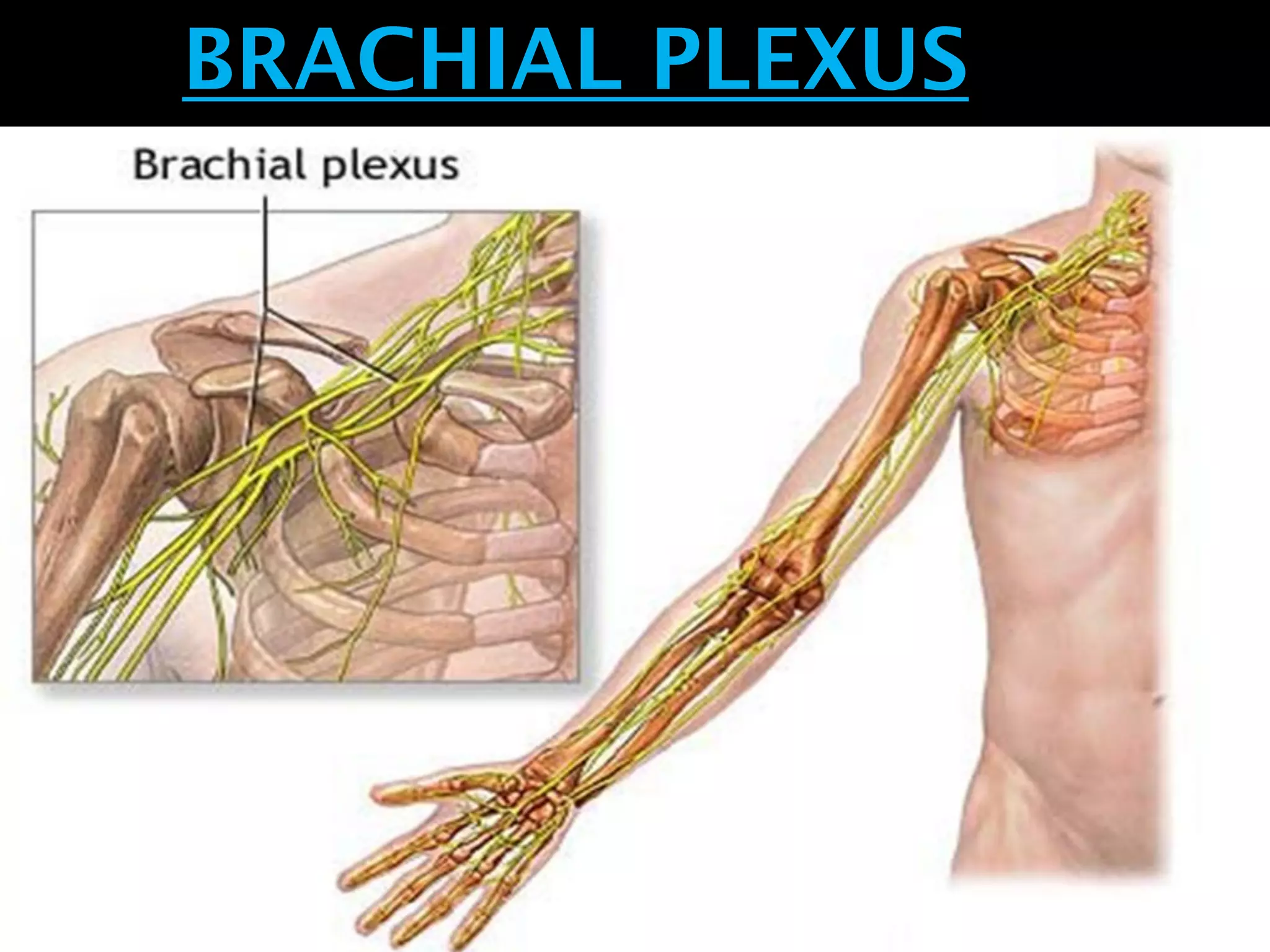 BRACHIAL PLEXUS
 
