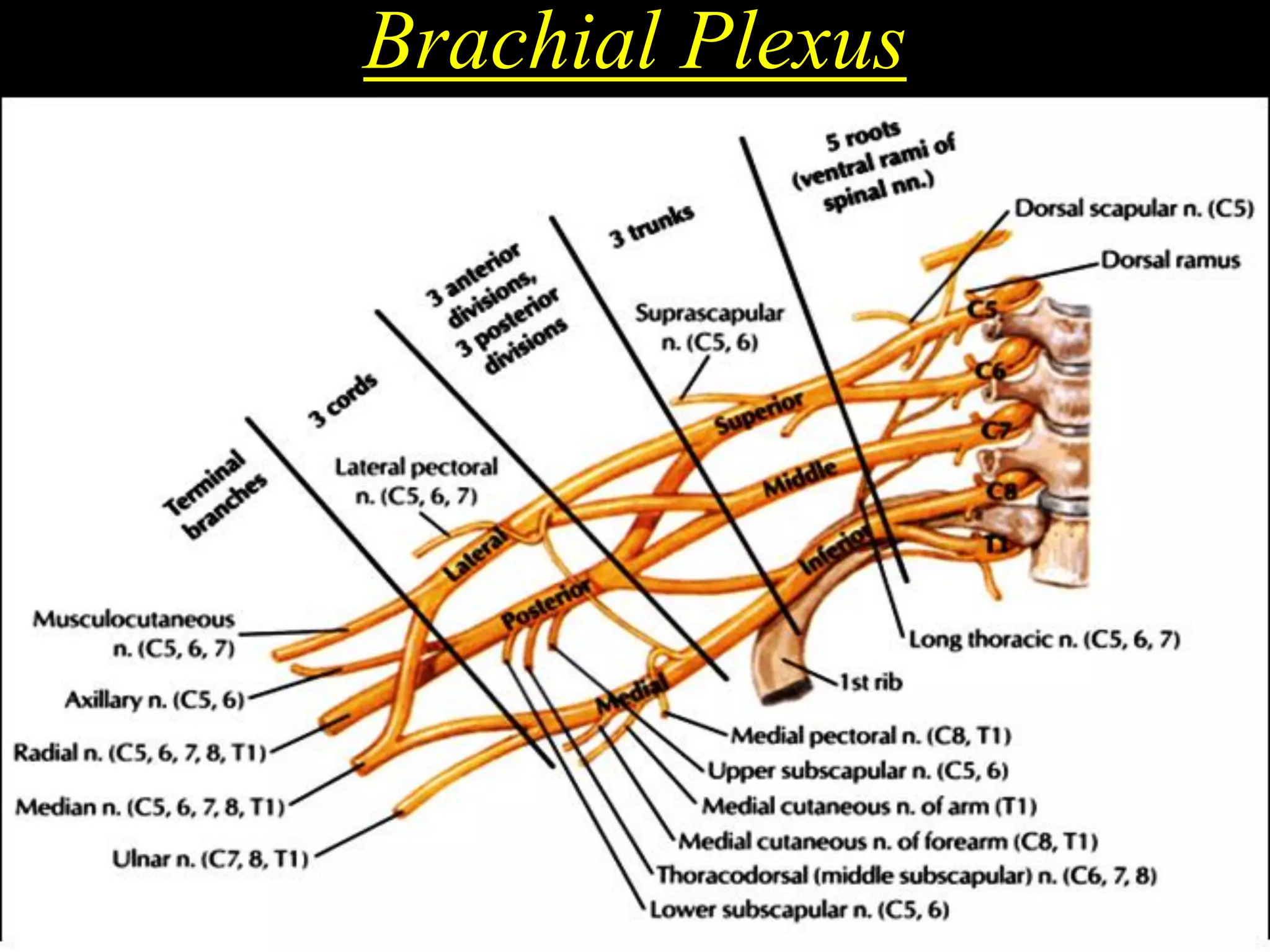 Brachial Plexus
 