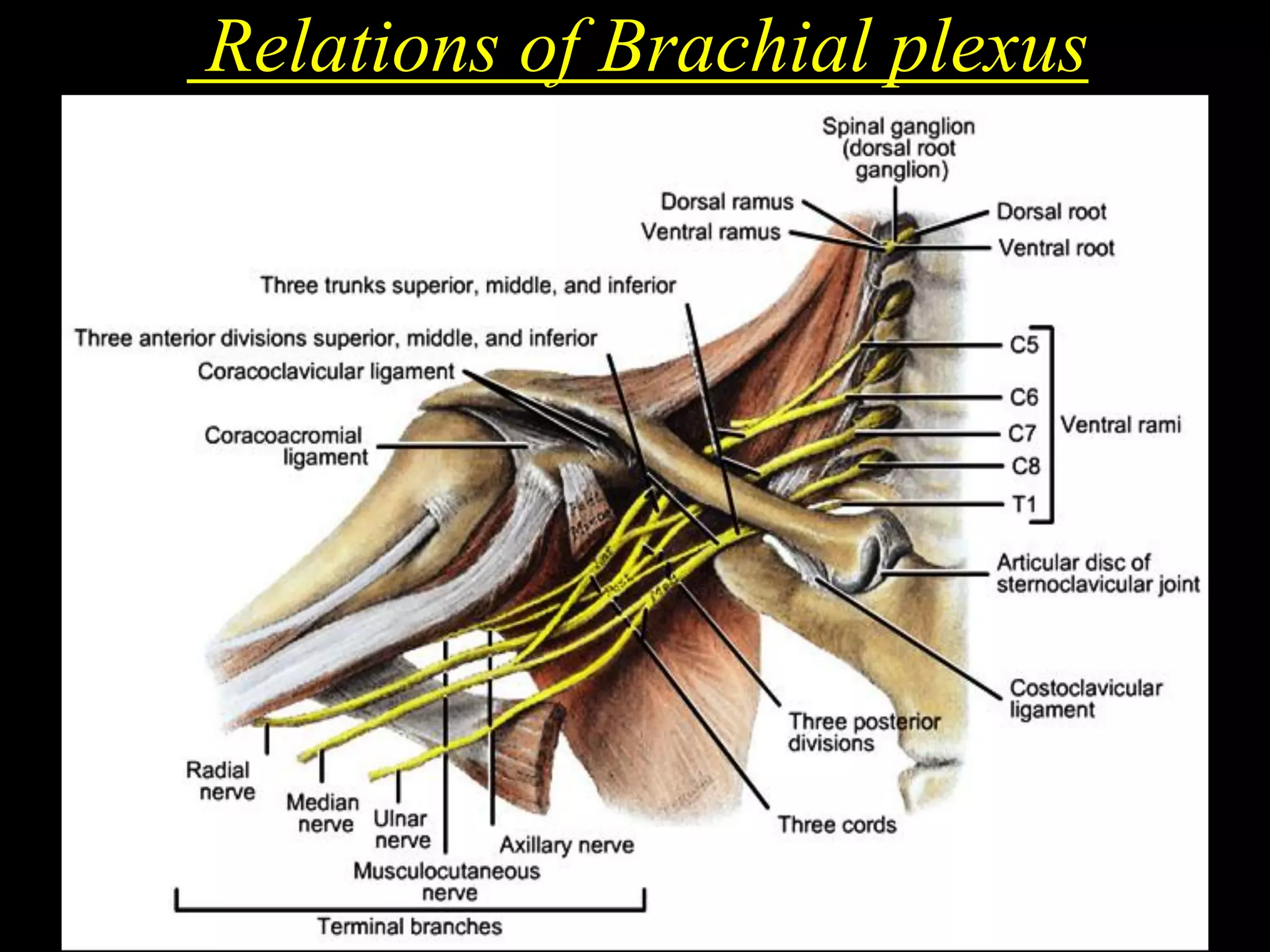 Relations of Brachial plexus
 