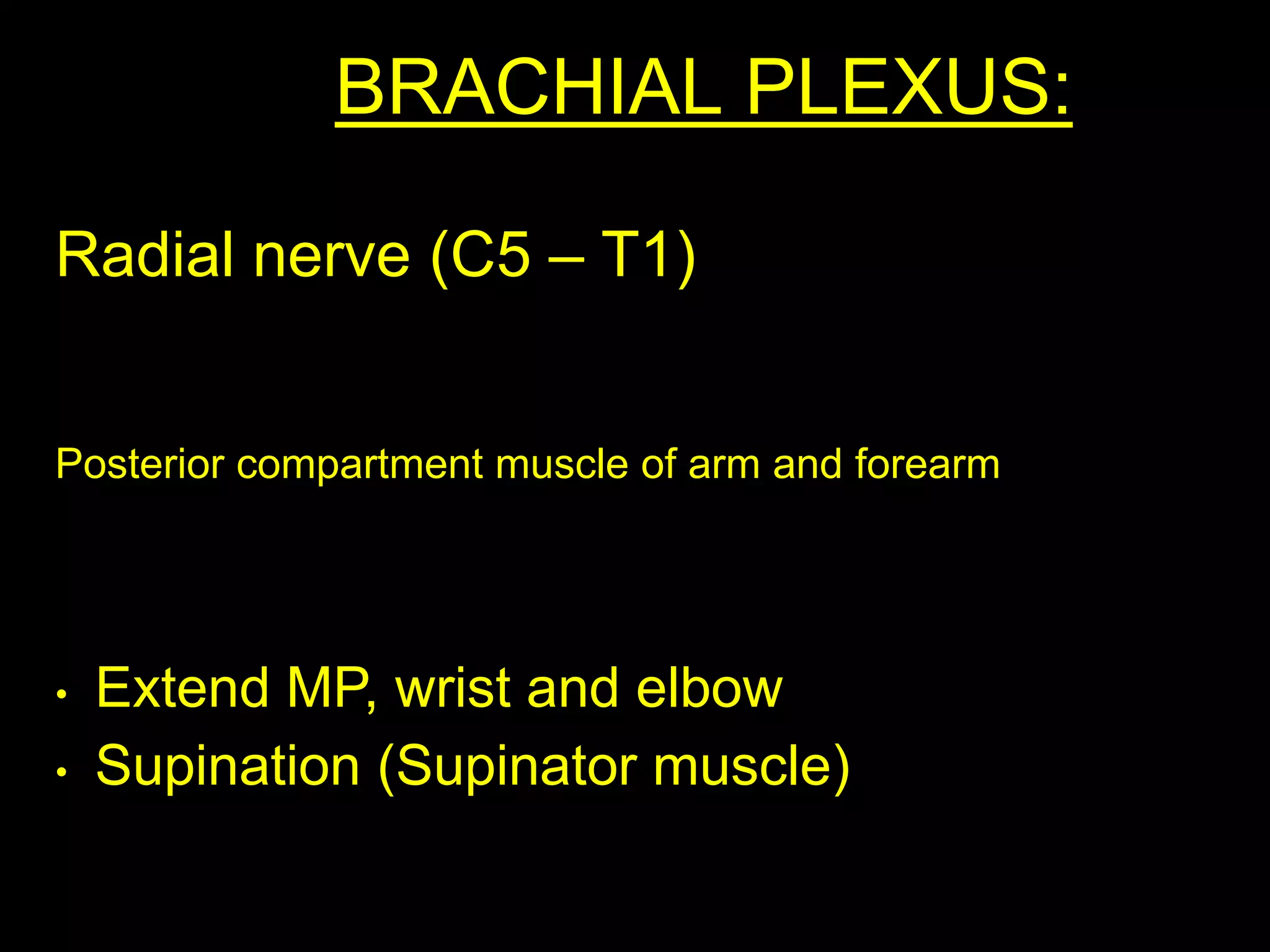 BRACHIAL PLEXUS:
Radial nerve (C5 – T1)
Posterior compartment muscle of arm and forearm
• Extend MP, wrist and elbow
• Supination (Supinator muscle)
 