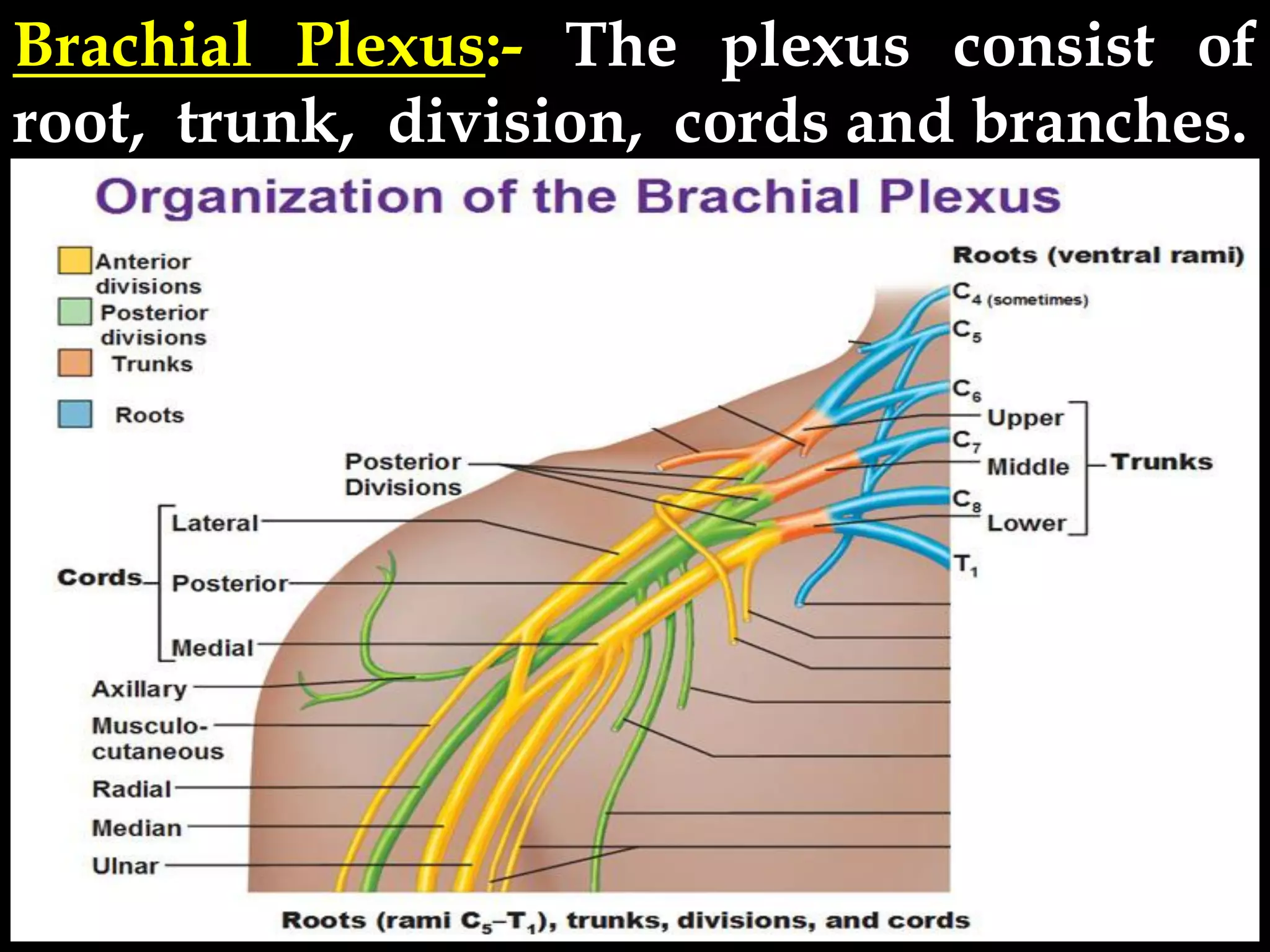 Brachial Plexus:- The plexus consist of
root, trunk, division, cords and branches.
 