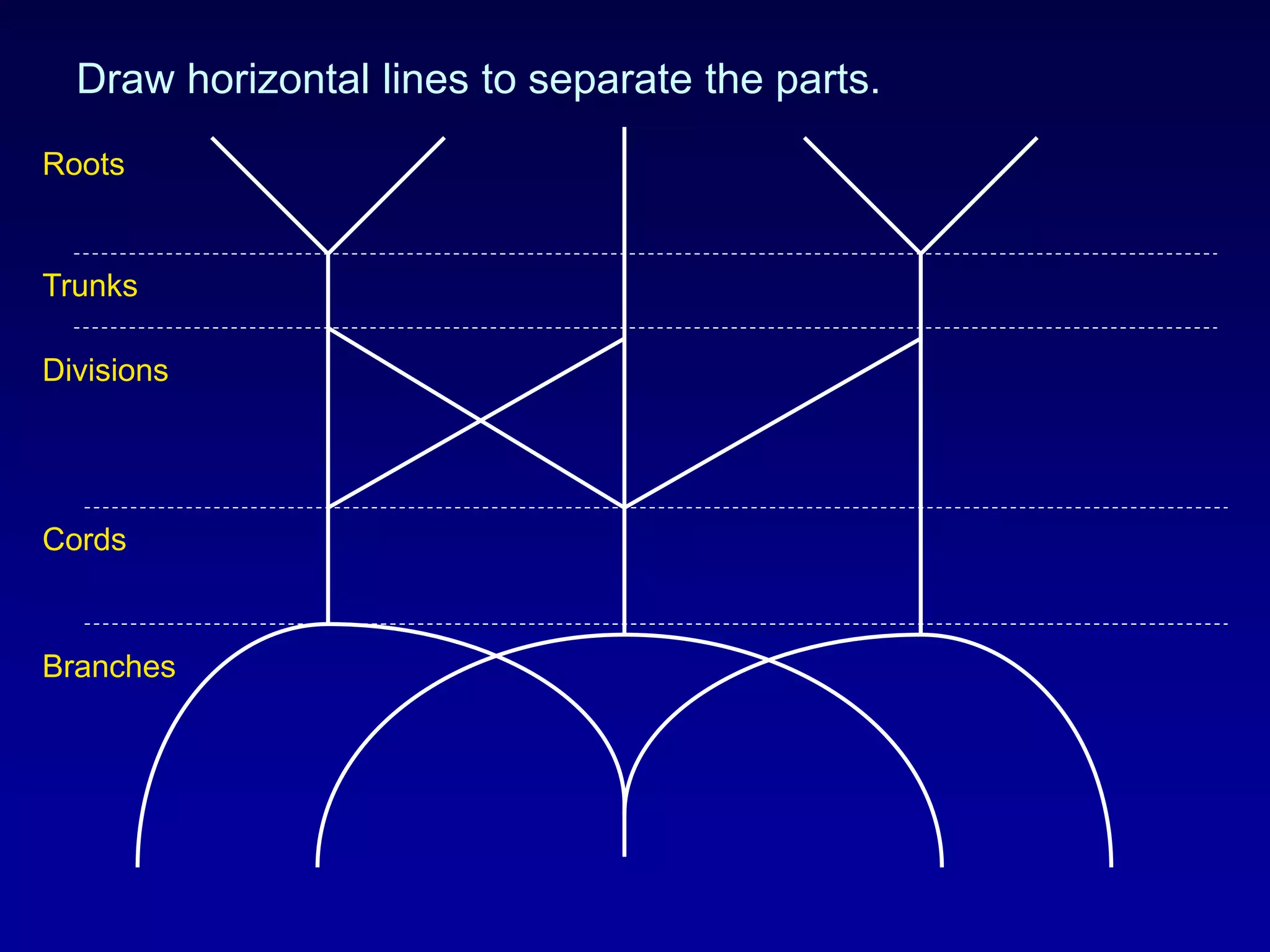 Draw horizontal lines to separate the parts.
Roots
Trunks
Divisions
Cords
Branches
 