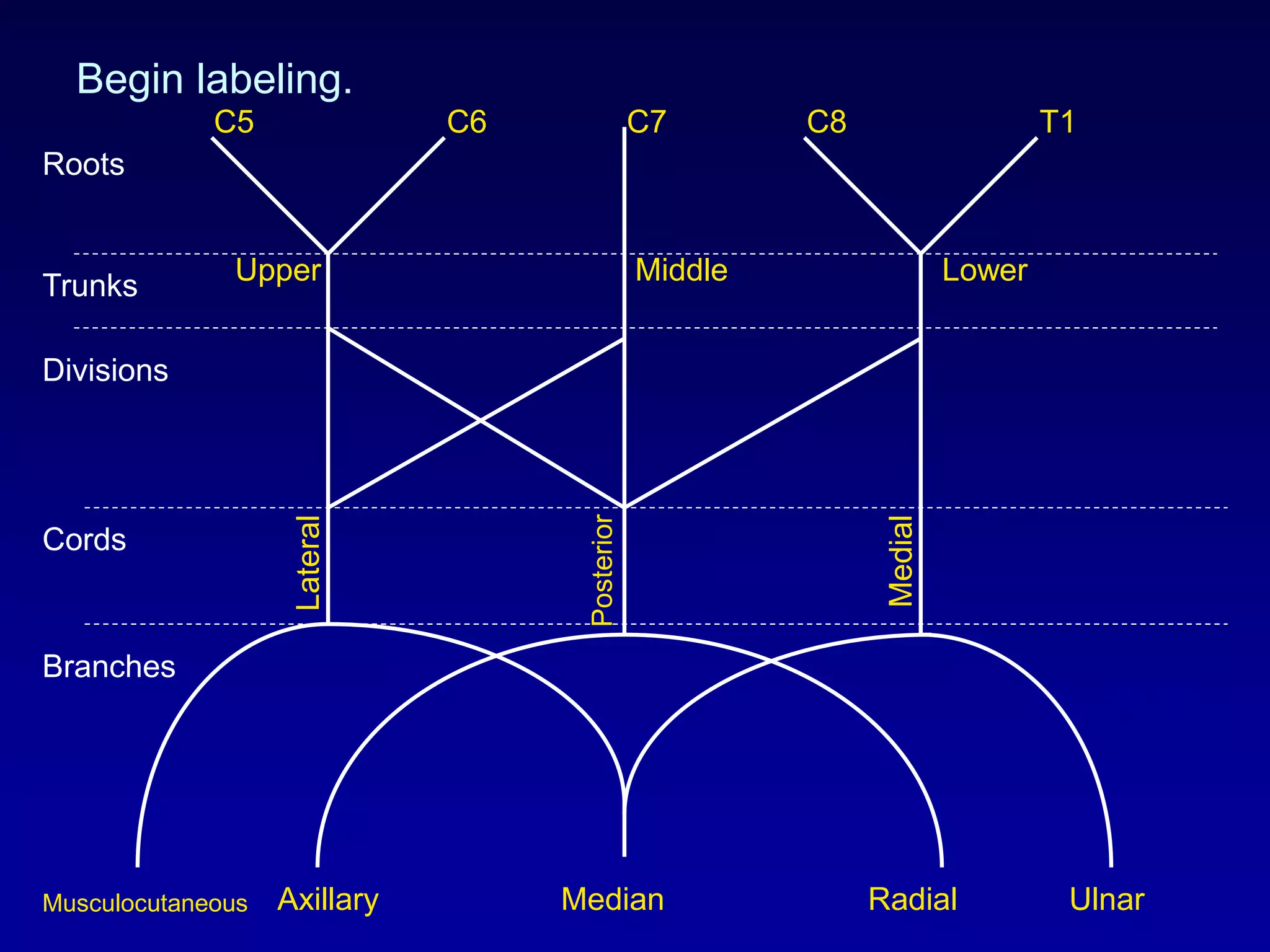 Roots
Trunks
Divisions
Cords
Branches
Begin labeling.
C5 C6 C7 C8 T1
Upper Middle Lower
Musculocutaneous Axillary Median Radial Ulnar
Lateral
Posterior
Medial
SLOW
 