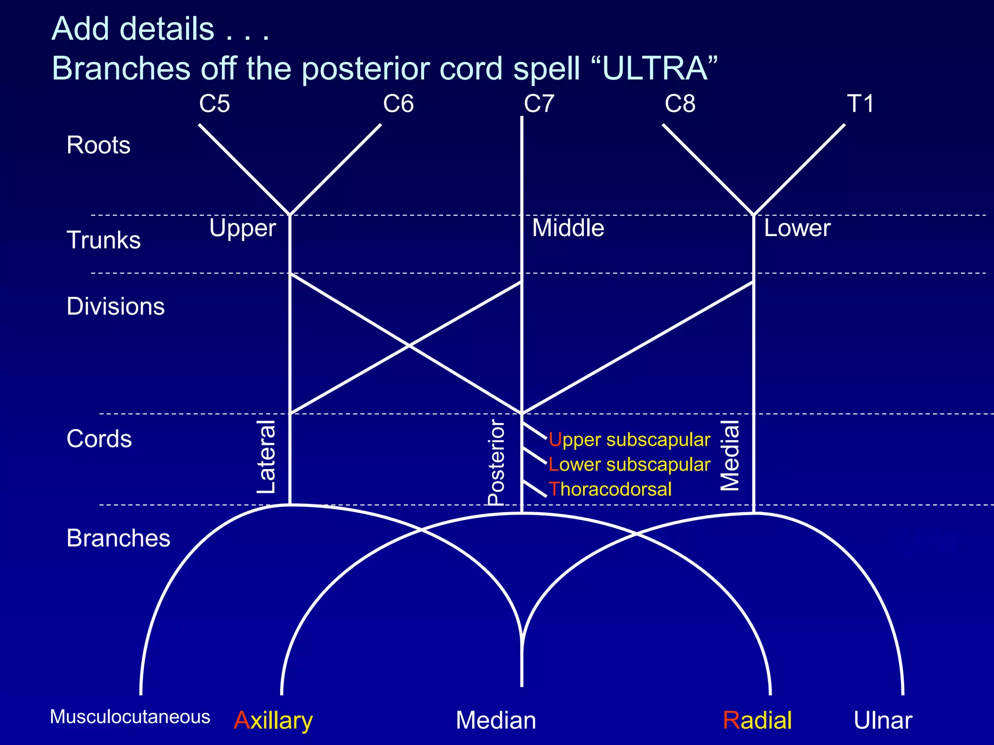 Add details . . .
Branches off the posterior cord spell “ULTRA”
Axillary Radial
C5 C6 C7 C8 T1
Roots
Trunks
Divisions
Cords
Branches
Upper Middle Lower
Musculocutaneous Median Ulnar
Lateral
Posterior
Medial
Upper subscapular
Lower subscapular
Thoracodorsal
SLOWSLOW
 