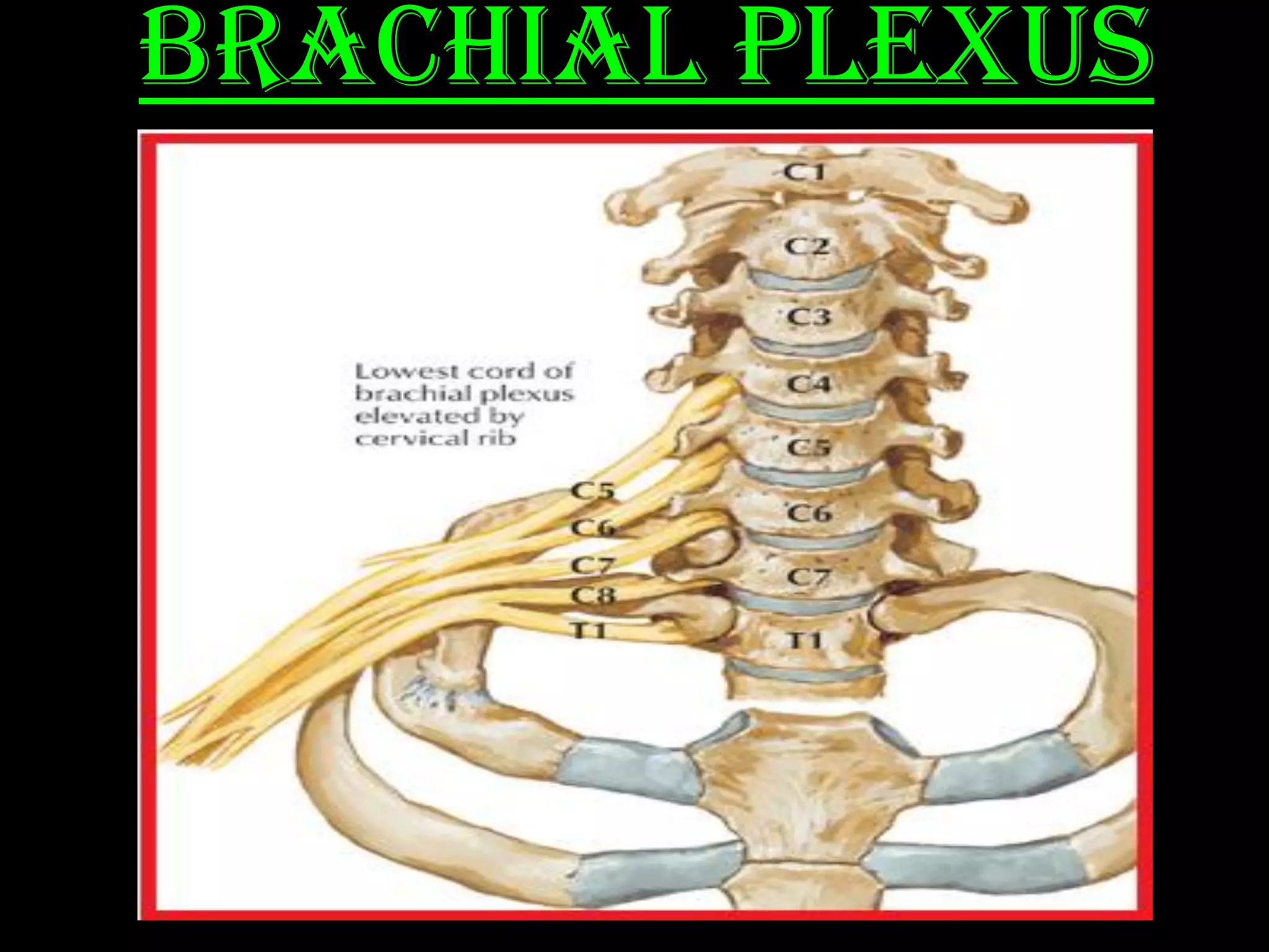 Brachial Plexus
 