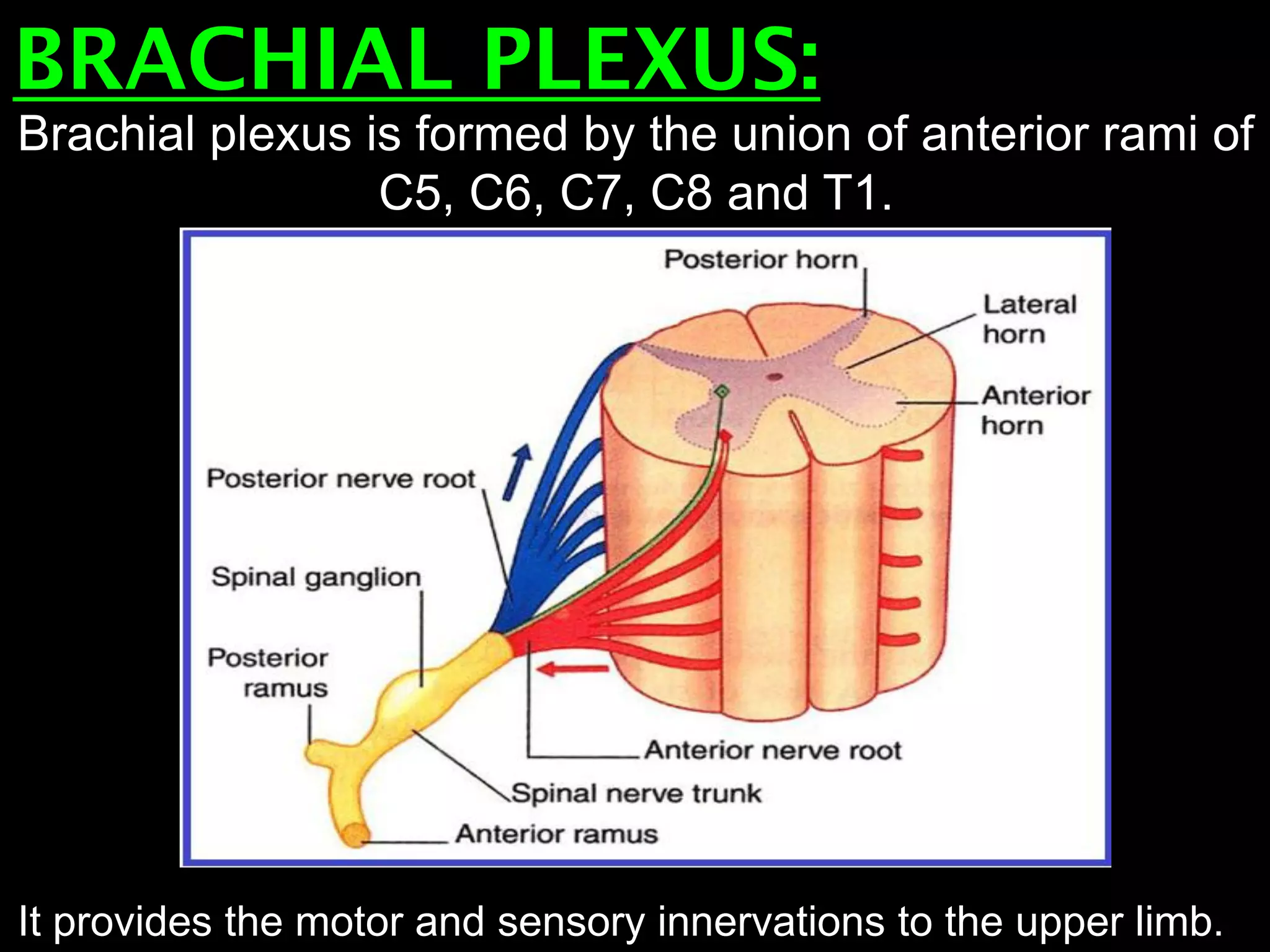 BRACHIAL PLEXUS:
Brachial plexus is formed by the union of anterior rami of
C5, C6, C7, C8 and T1.
It provides the motor and sensory innervations to the upper limb.
 