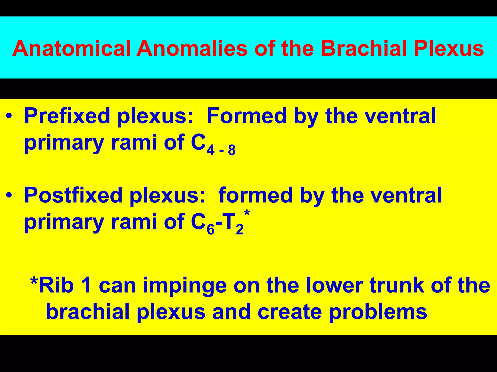 Anatomical Anomalies of the Brachial Plexus
• Prefixed plexus: Formed by the ventral
primary rami of C4 - 8
• Postfixed plexus: formed by the ventral
primary rami of C6-T2
*
*Rib 1 can impinge on the lower trunk of the
brachial plexus and create problems
 