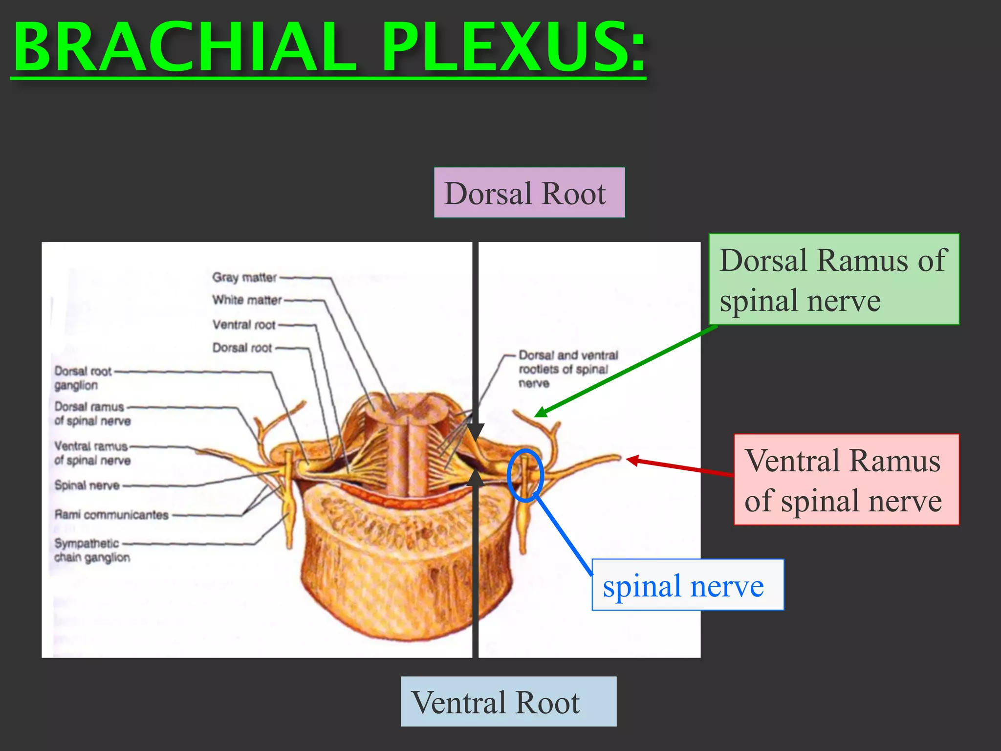 Dorsal Root
Ventral Root
spinal nerve
Dorsal Ramus of
spinal nerve
Ventral Ramus
of spinal nerve
BRACHIAL PLEXUS:
 