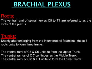 BRACHIAL PLEXUS
Roots;
The ventral rami of spinal nerves C5 to T1 are referred to as the
roots of the plexus.
Trunks;
Shortly after emerging from the intervertebral foramina , these 5
roots unite to form three trunks.
The ventral rami of C5 & C6 unite to form the Upper Trunk.
The ventral ramus of C 7 continues as the Middle Trunk.
The ventral rami of C 8 & T 1 unite to form the Lower Trunk.
 