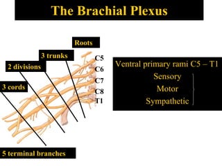 The Brachial Plexus
Ventral primary rami C5 – T1
Sensory
Motor
Sympathetic
C5
C6
C7
C8
T1
Roots
3 trunks
2 divisions
3 cords
5 terminal branches
 