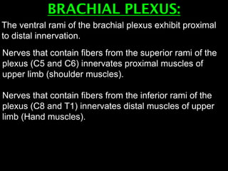 BRACHIAL PLEXUS:
Nerves that contain fibers from the superior rami of the
plexus (C5 and C6) innervates proximal muscles of
upper limb (shoulder muscles).
Nerves that contain fibers from the inferior rami of the
plexus (C8 and T1) innervates distal muscles of upper
limb (Hand muscles).
The ventral rami of the brachial plexus exhibit proximal
to distal innervation.
 