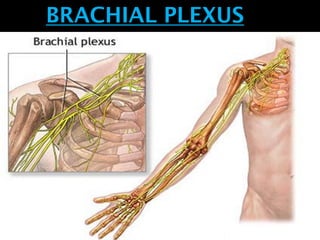 BRACHIAL PLEXUS
 