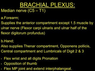 BRACHIAL PLEXUS:
Median nerve (C5 – T1)
a.Forearm;
Supplies the anterior compartment except 1.5 muscle by
ulnar nerve (Flexor carpi ulnaris and ulnar half of the
flexor digitorum profundus)
b.Hand;
Also supplies Thenar compartment, Opponens pollicis,
Central compartment and Lumbricals of Digit 2 & 3
• Flex wrist and all digits Pronation
• Opposition of thumb
• Flex MP joint and extend interphalangeal.
 