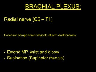 BRACHIAL PLEXUS:
Radial nerve (C5 – T1)
Posterior compartment muscle of arm and forearm
• Extend MP, wrist and elbow
• Supination (Supinator muscle)
 