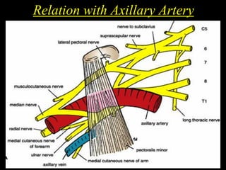 Relation with Axillary Artery
 